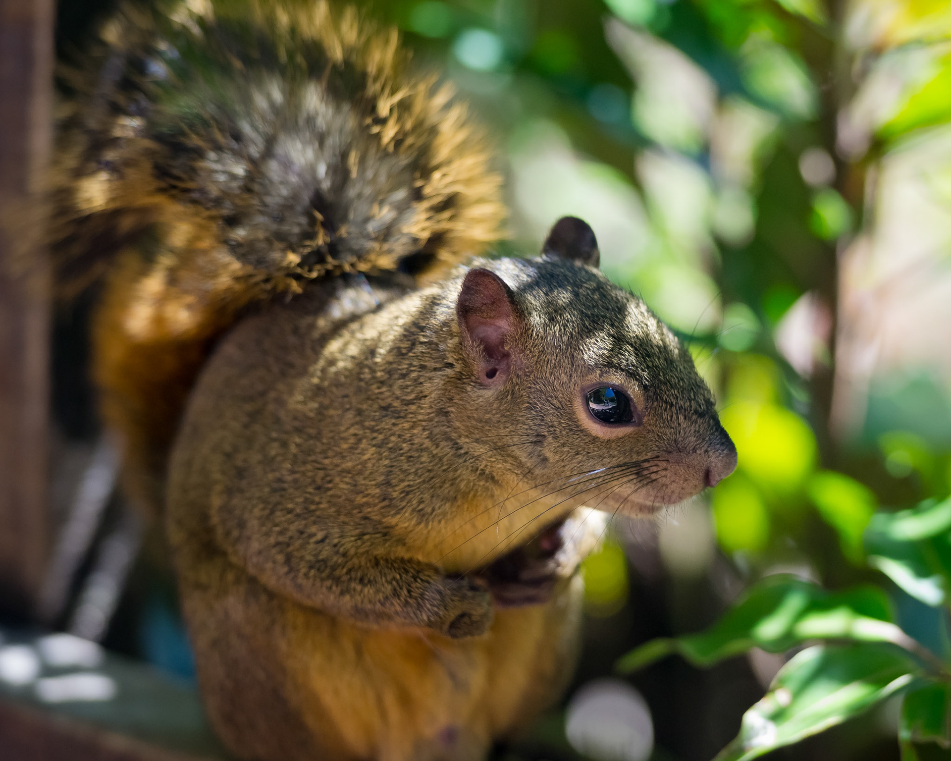 Parque National Volcàn Poas