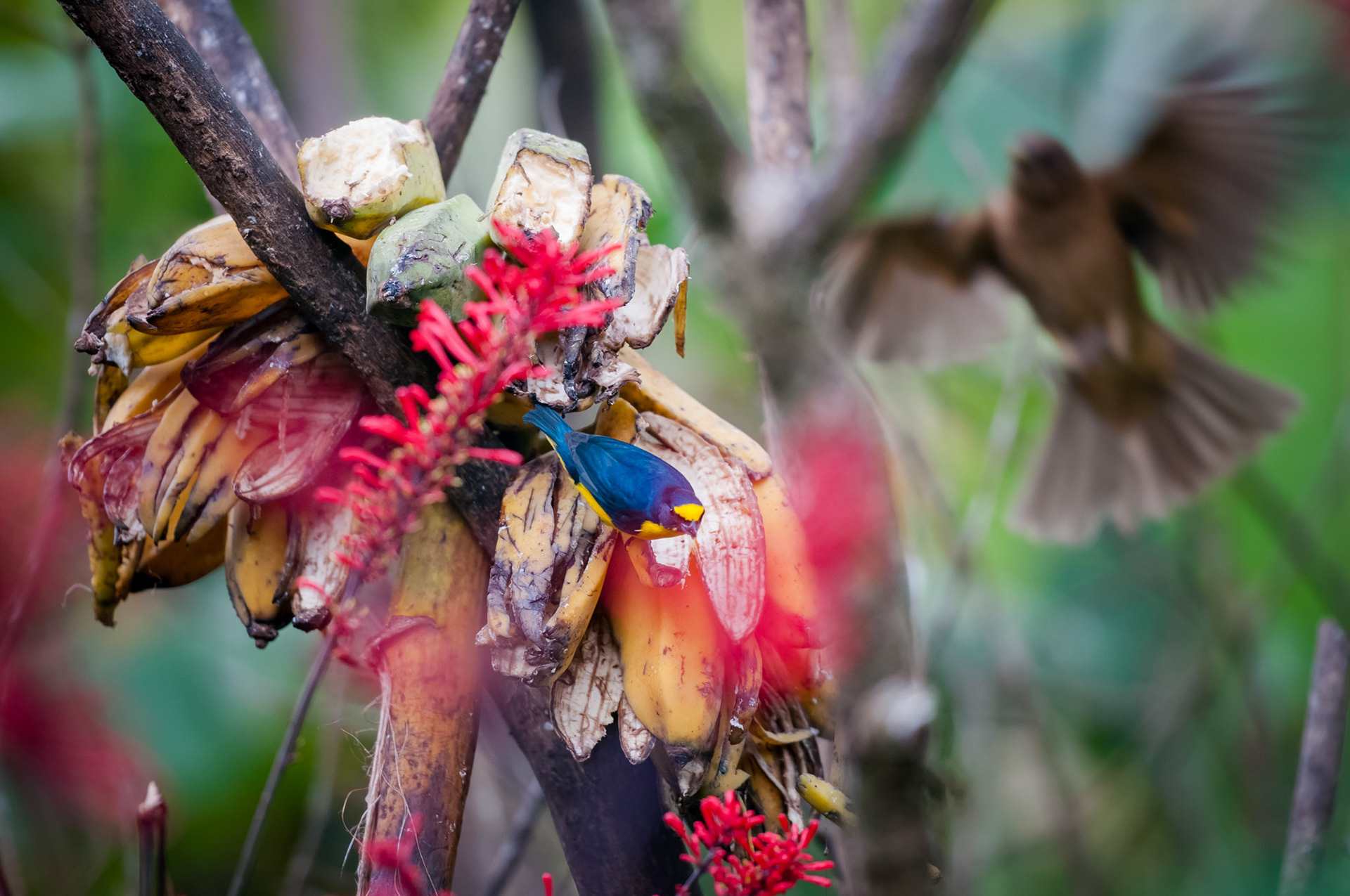 Yellow-throated Euphonia (male), Casitas Tenorio B&B and Farm, Bijagua