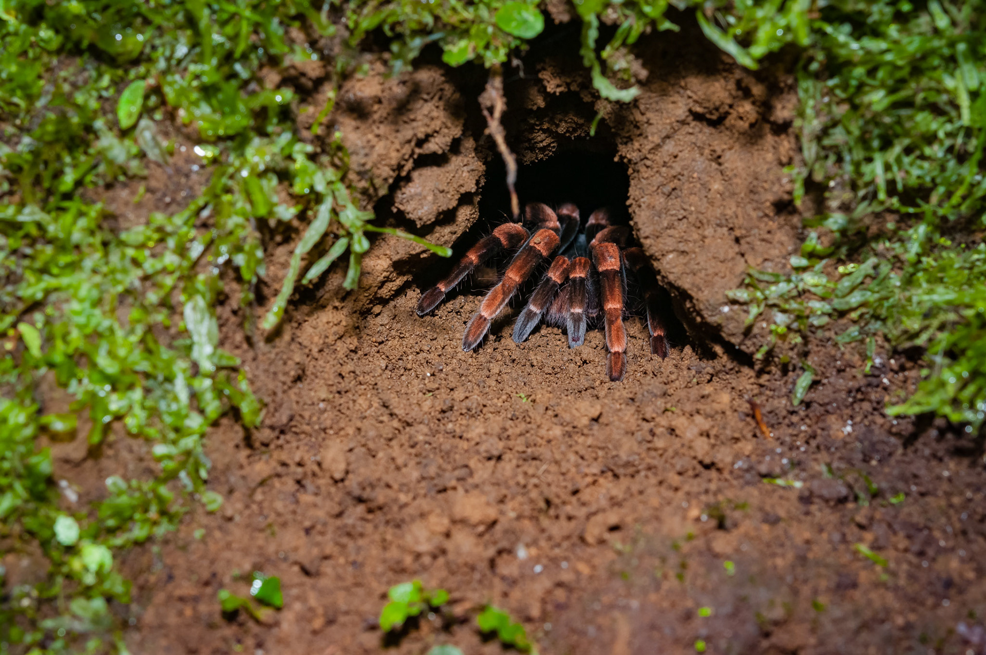 Reserva Biologica Bosque Nuboso Monteverde