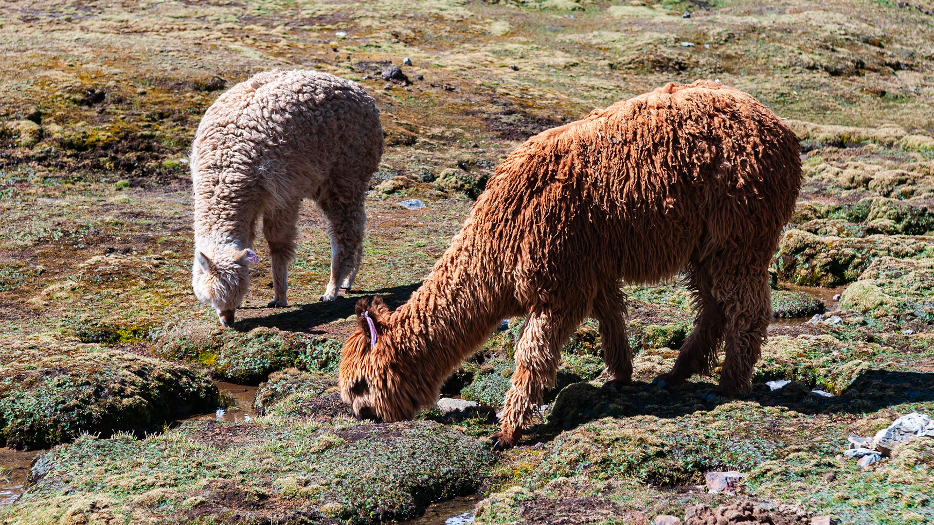 Rainbow Mountain, Vinicunca
