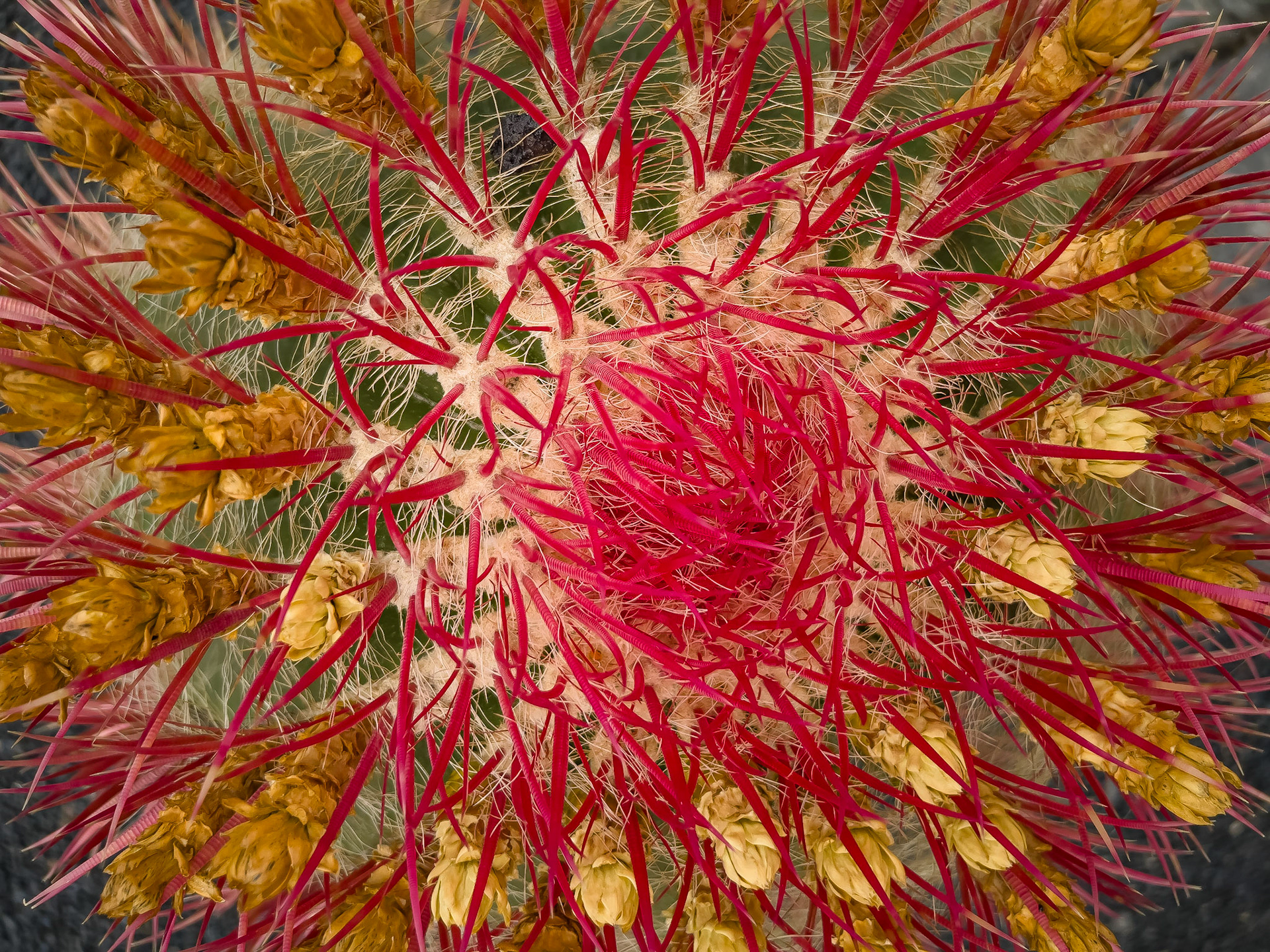 Jardin de Cactus, Lanzarote