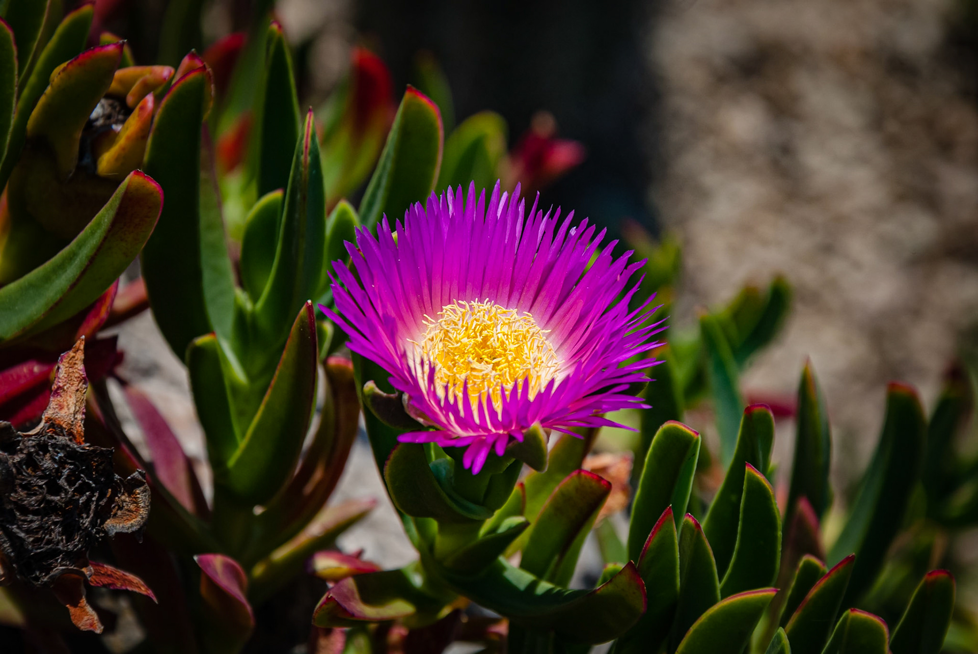 Jardin exotique d'Eze