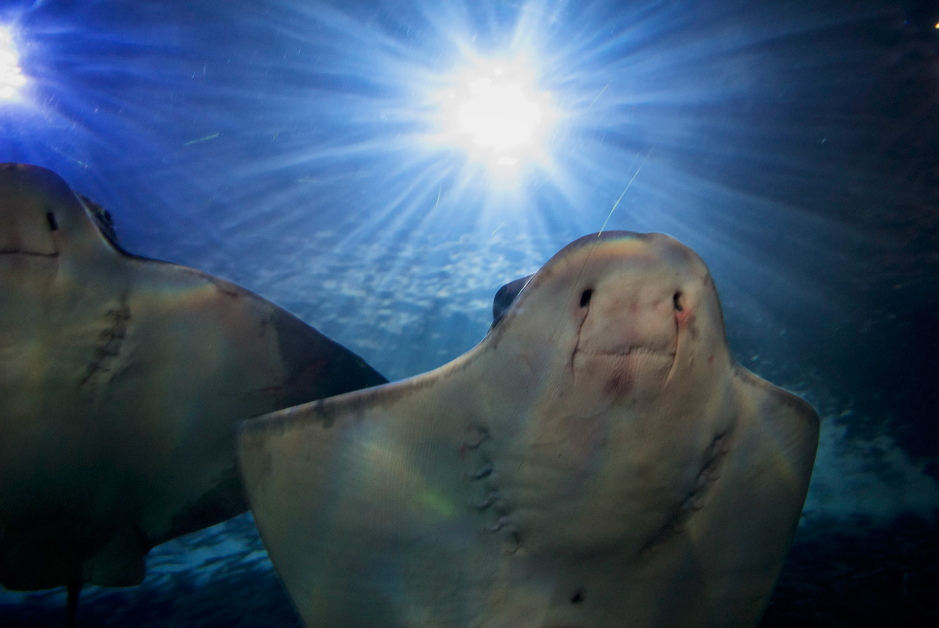 Aquarium of the Bay, San Francisco