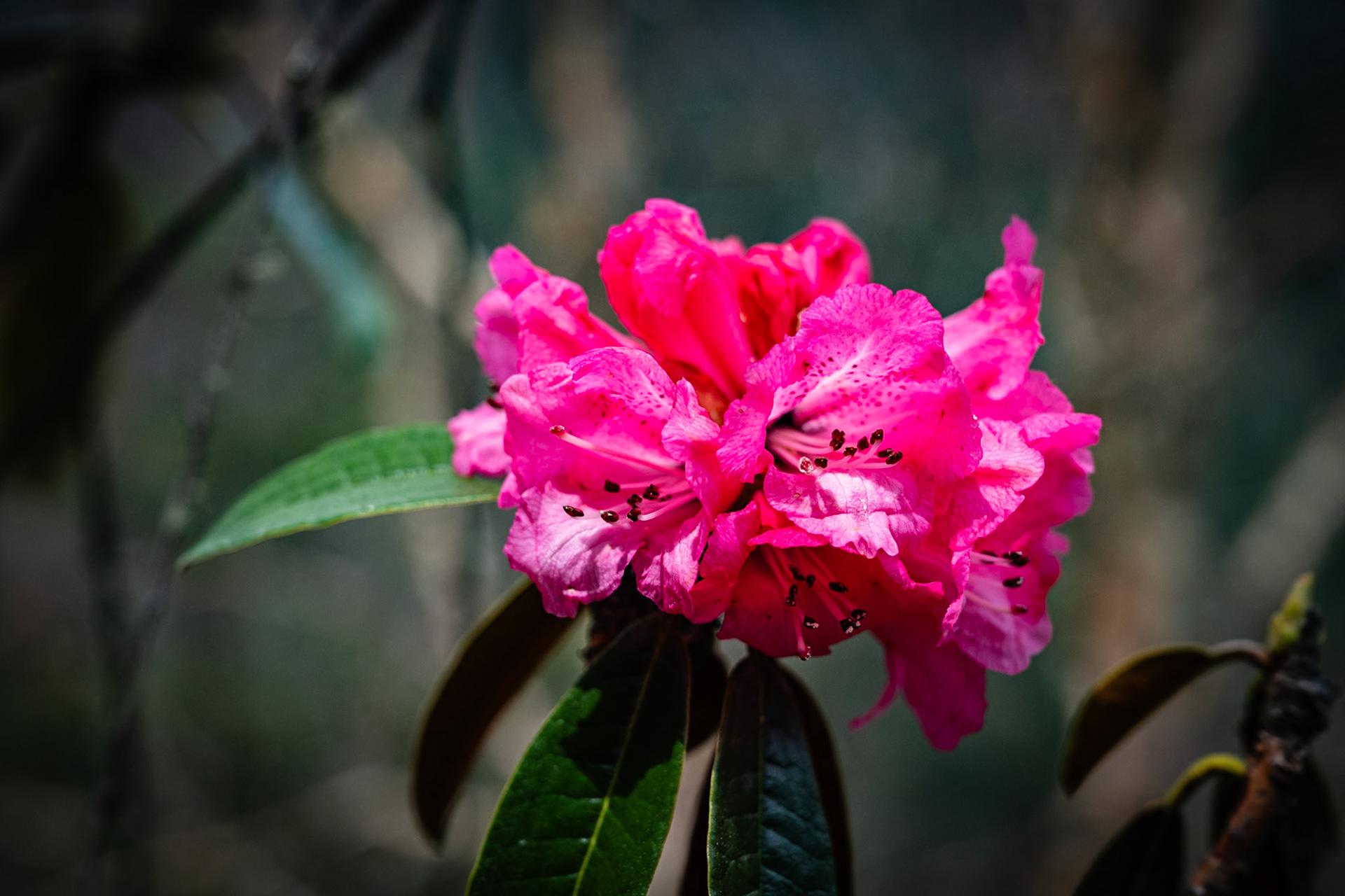 Day 4 - Namche Bazaar (3'446 m) to Dole (4'200 m)