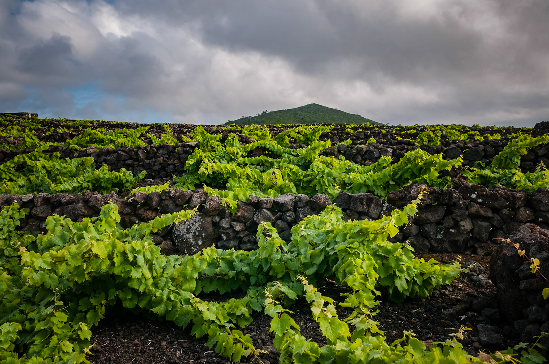 Criaçao Velha, Pico