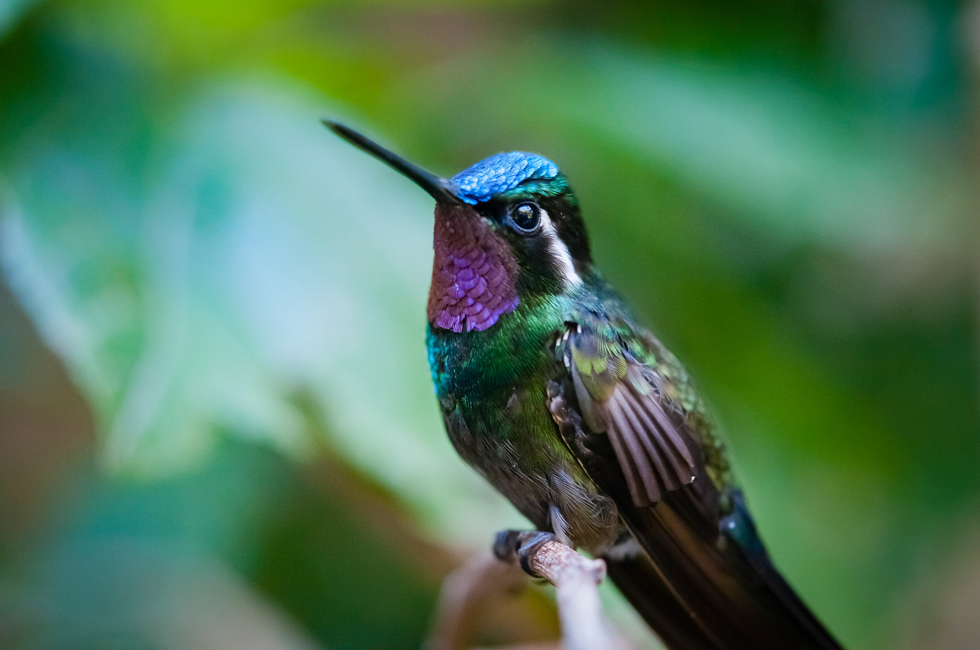 Reserva Biologica Bosque Nuboso Monteverde