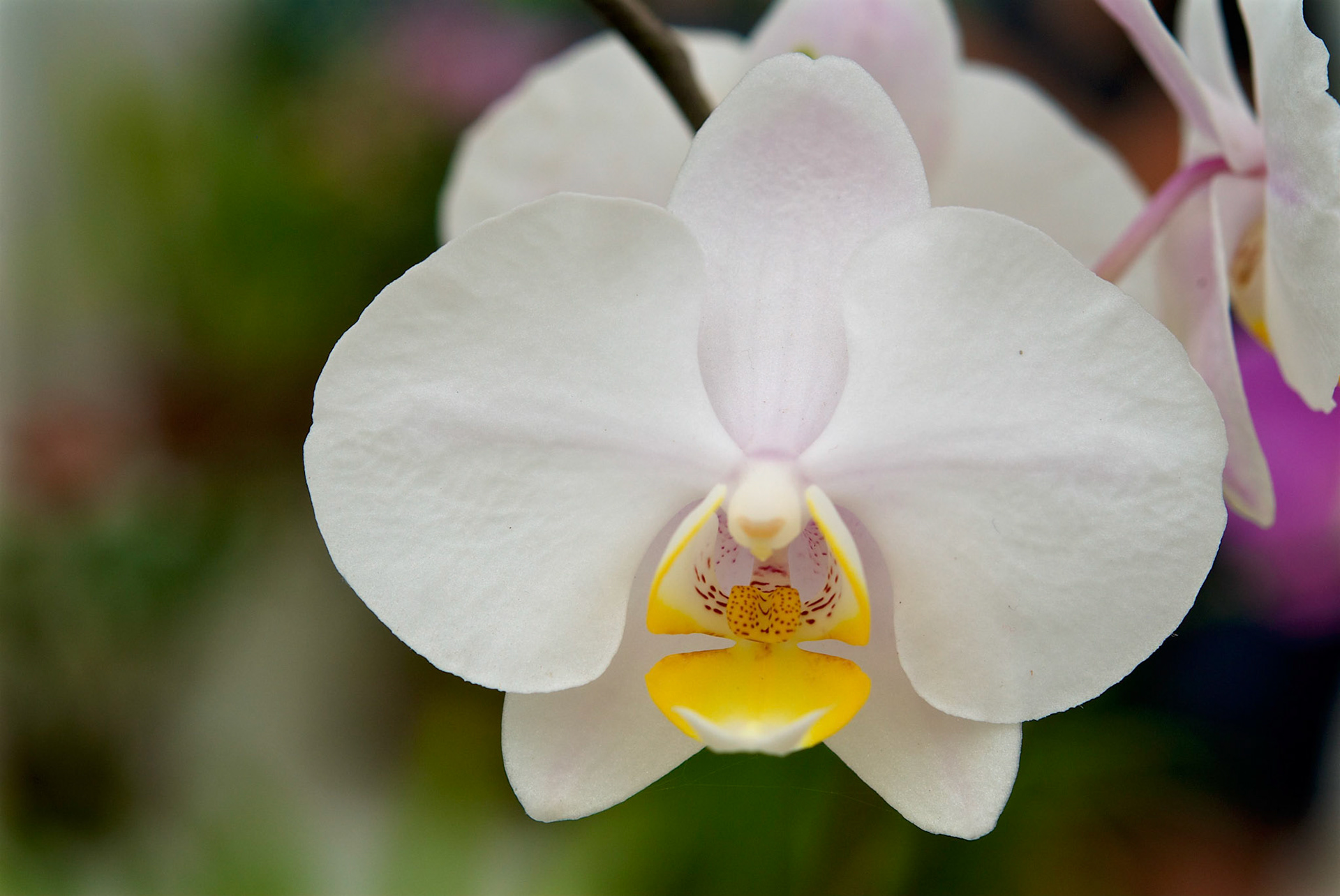 Jardim Botânico, Rio de Janeiro