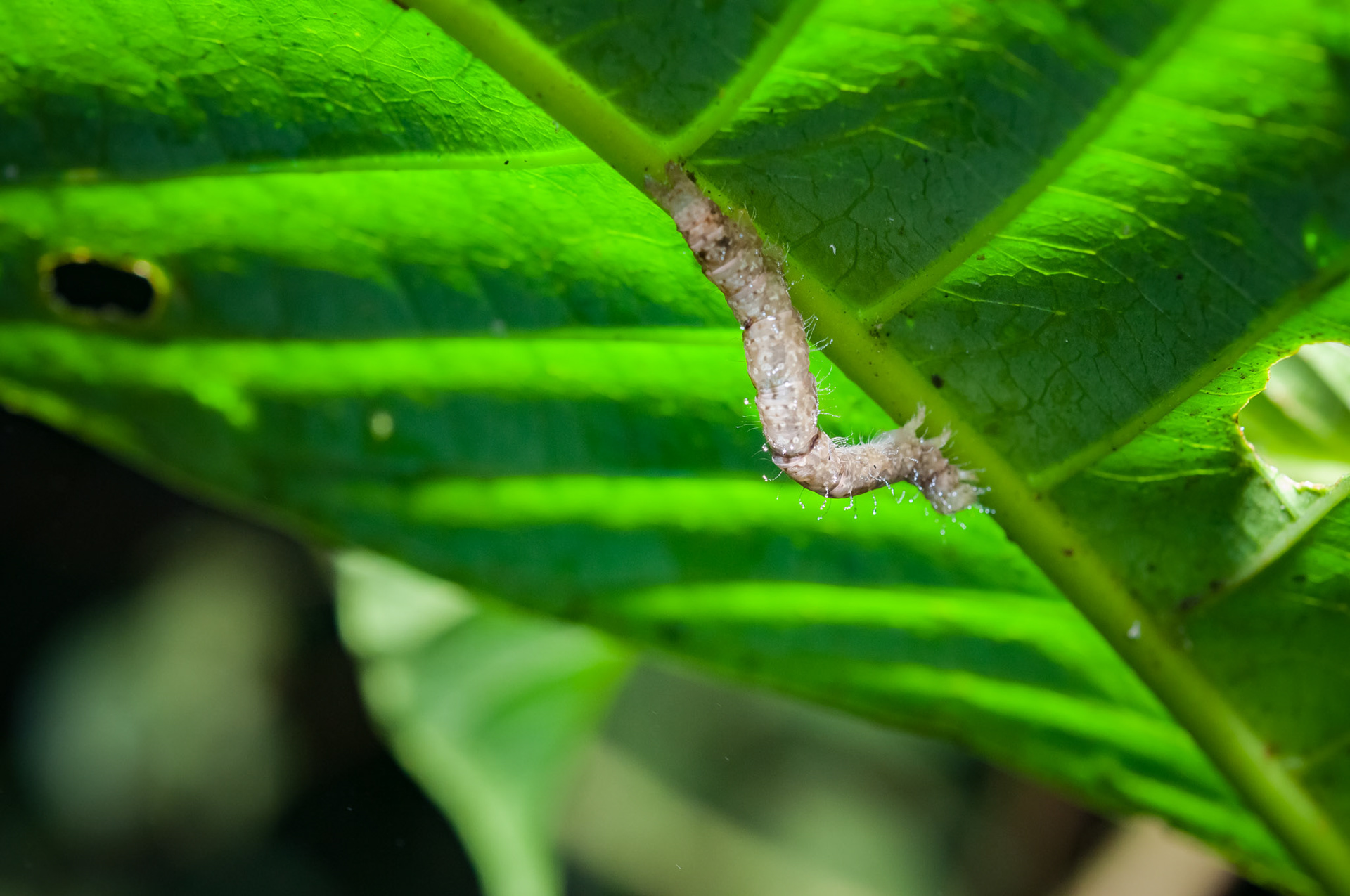 Reserva Biologica Bosque Nuboso Monteverde