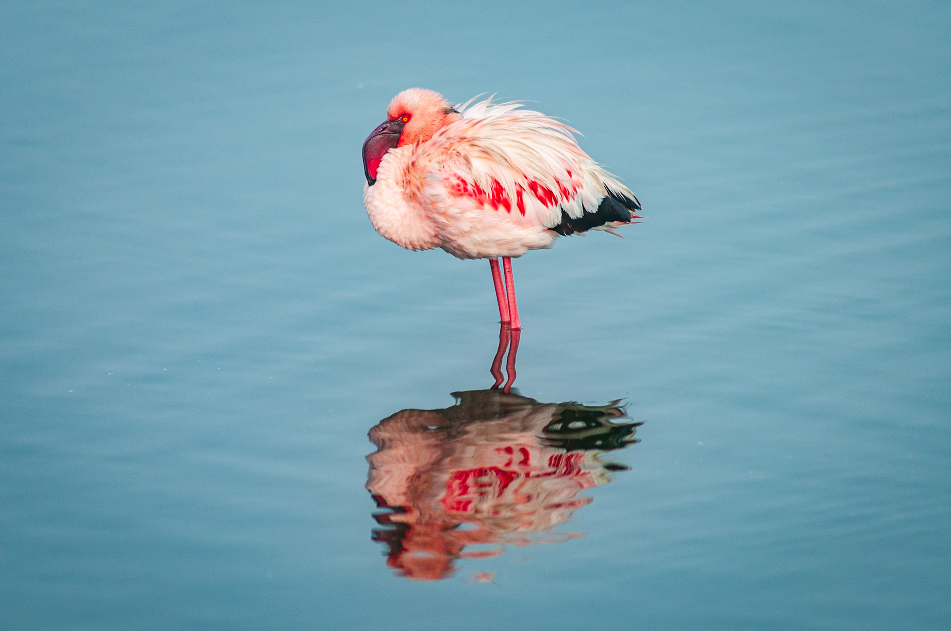 Flamingo Lagoon, Walvis Bay