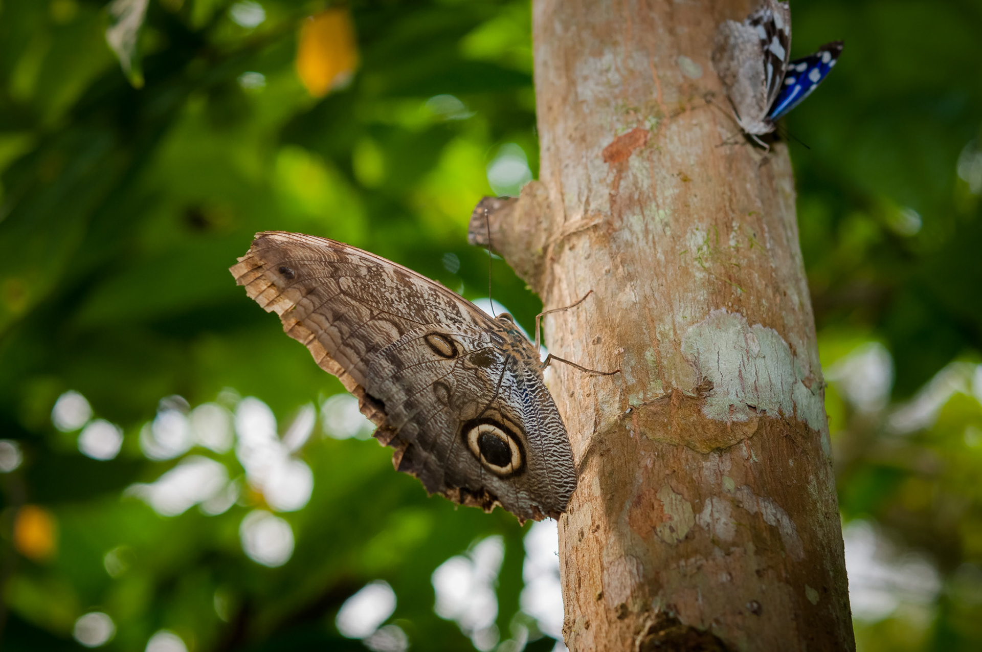 Butterfly Conservatory, El Castillo