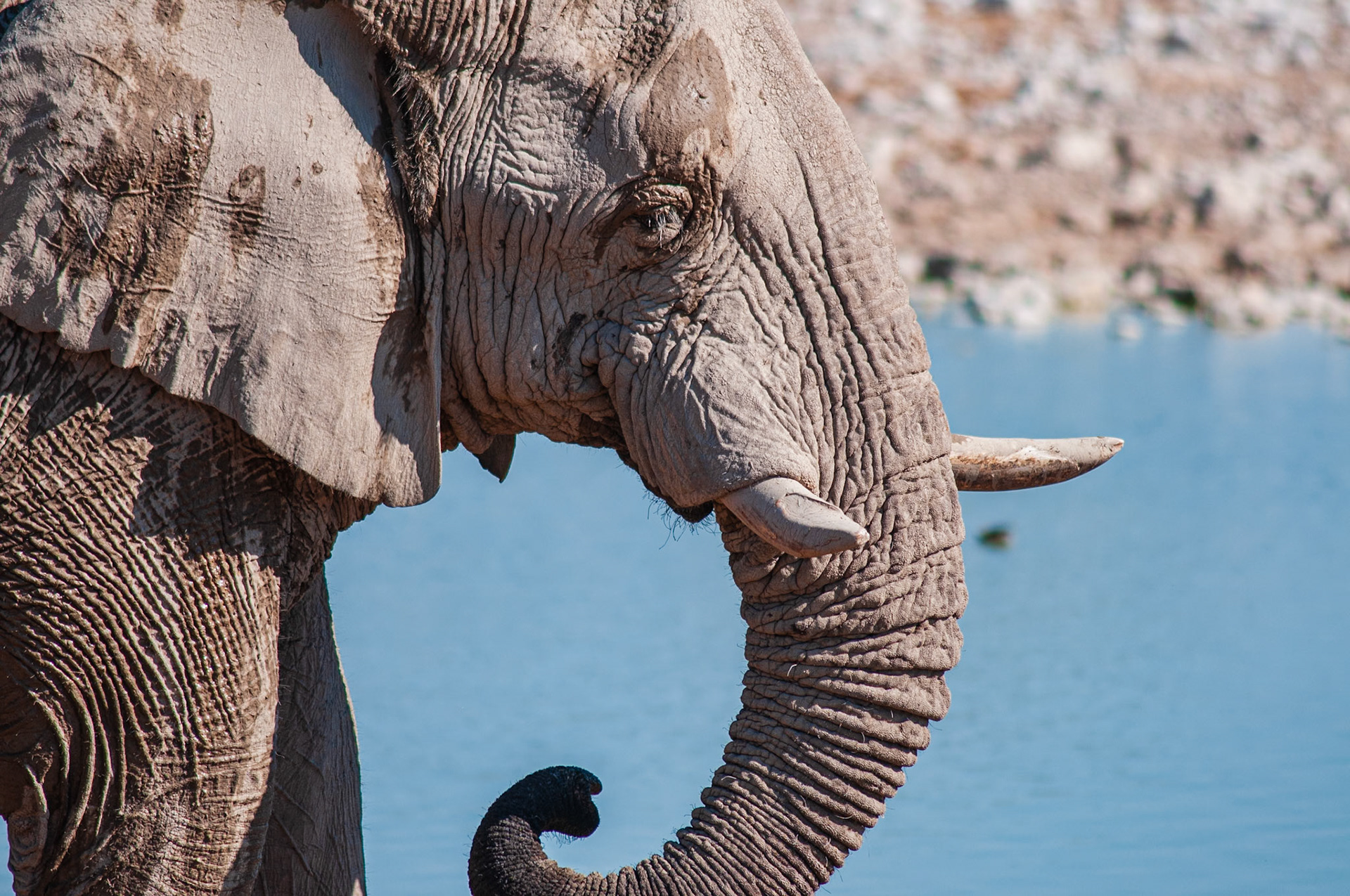 Okaukuejo, Etosha National Park