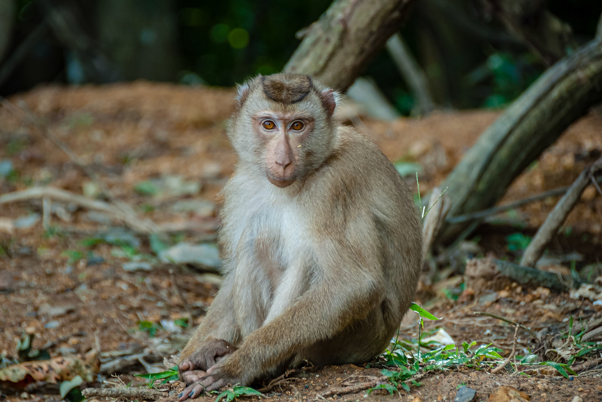 Khao Yai National Park