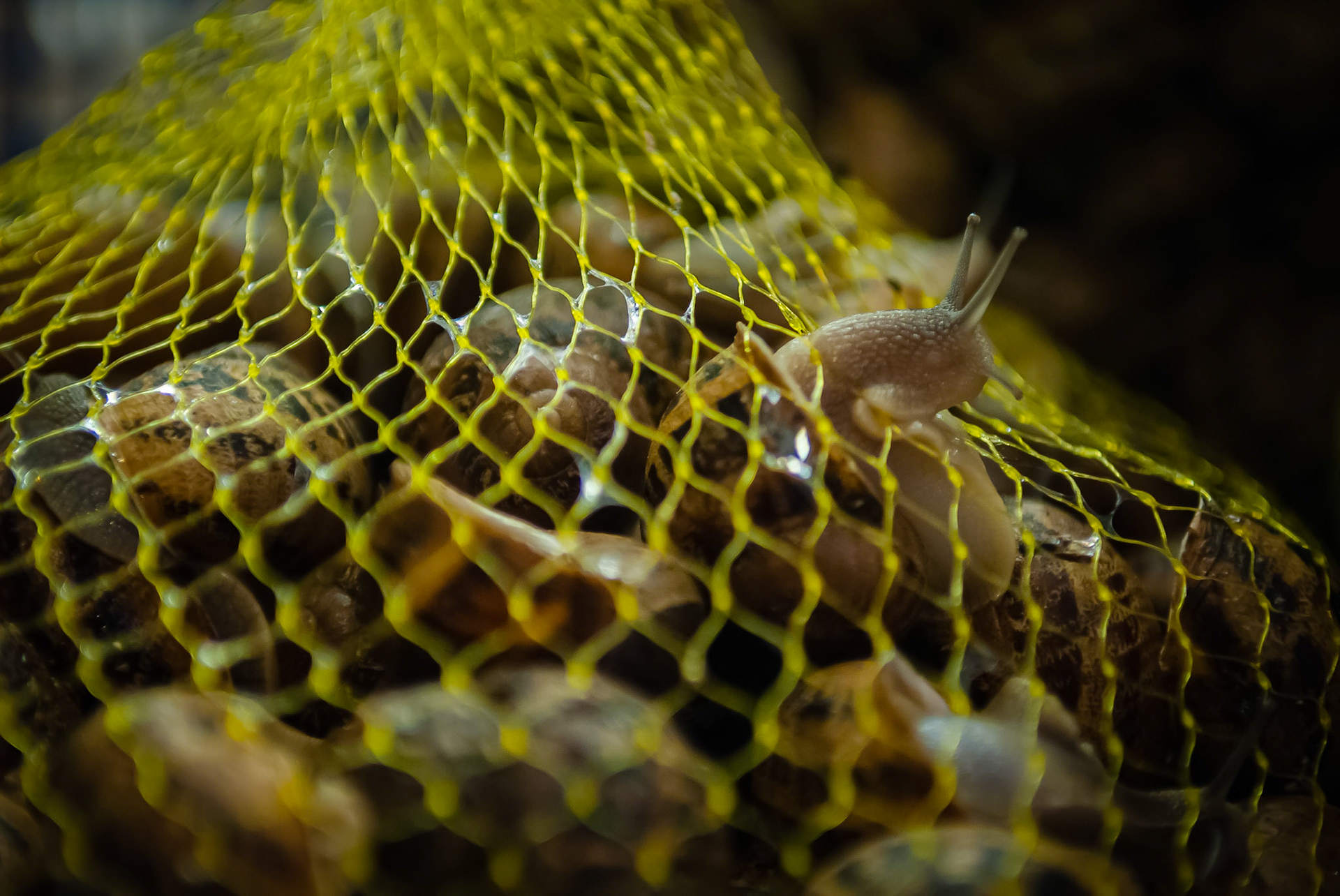 Mercat de la Boqueria, Barcelona