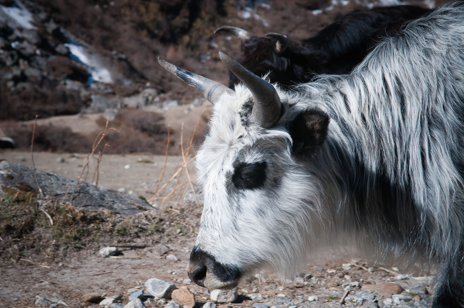 Entre Kyanjin Gumba (3830m) et Langtang (3430m)