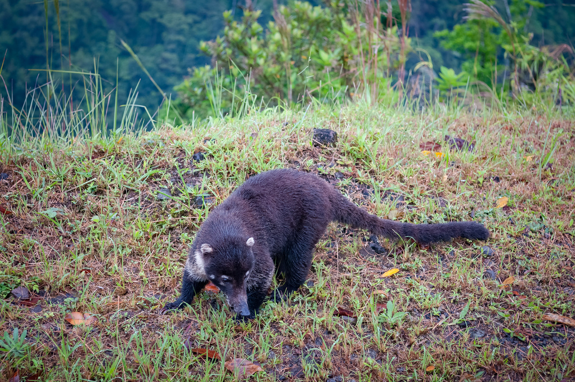 White-Nosed Coati