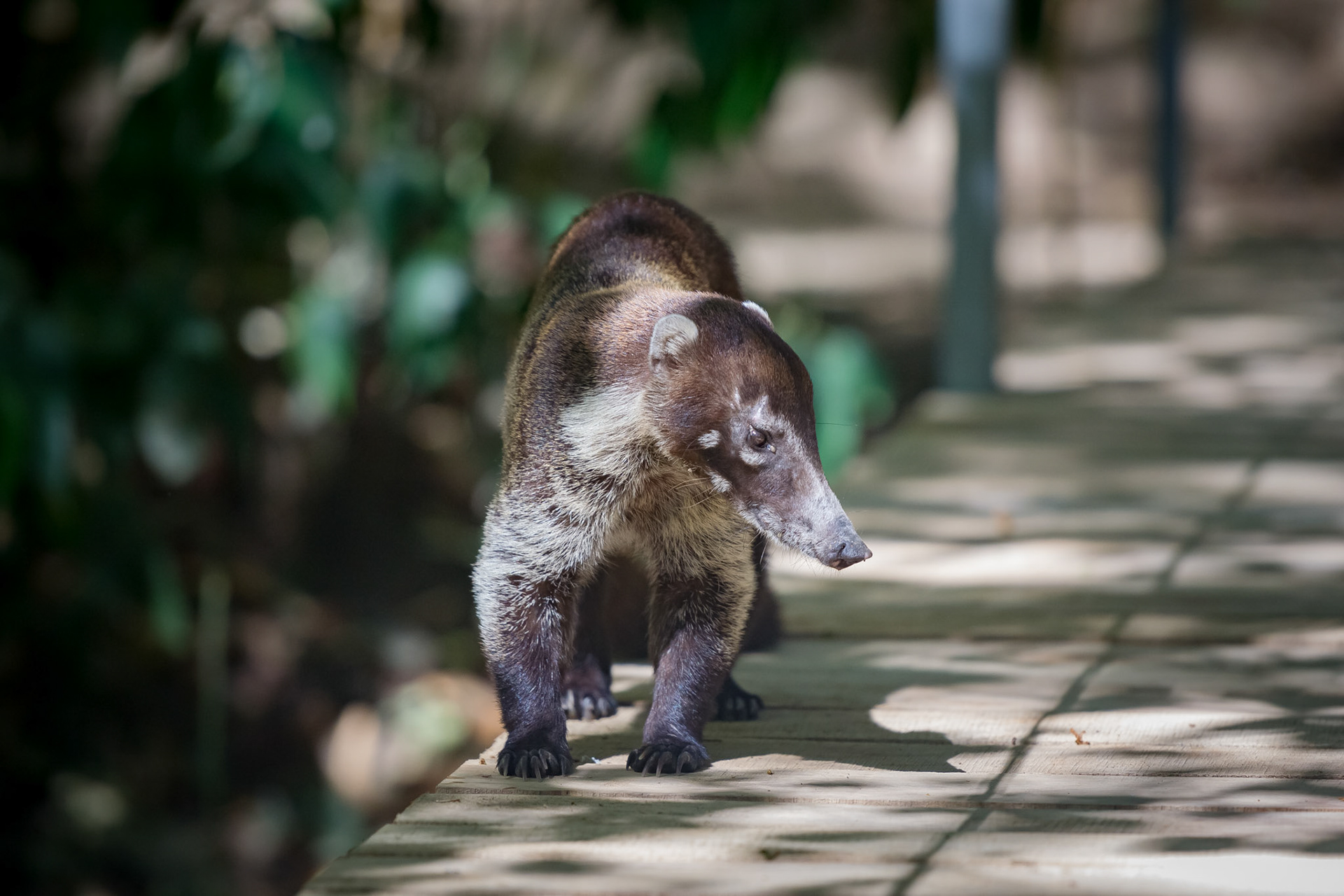 White-Nosed Coati, Hotel El Pequeño Gecko Verde