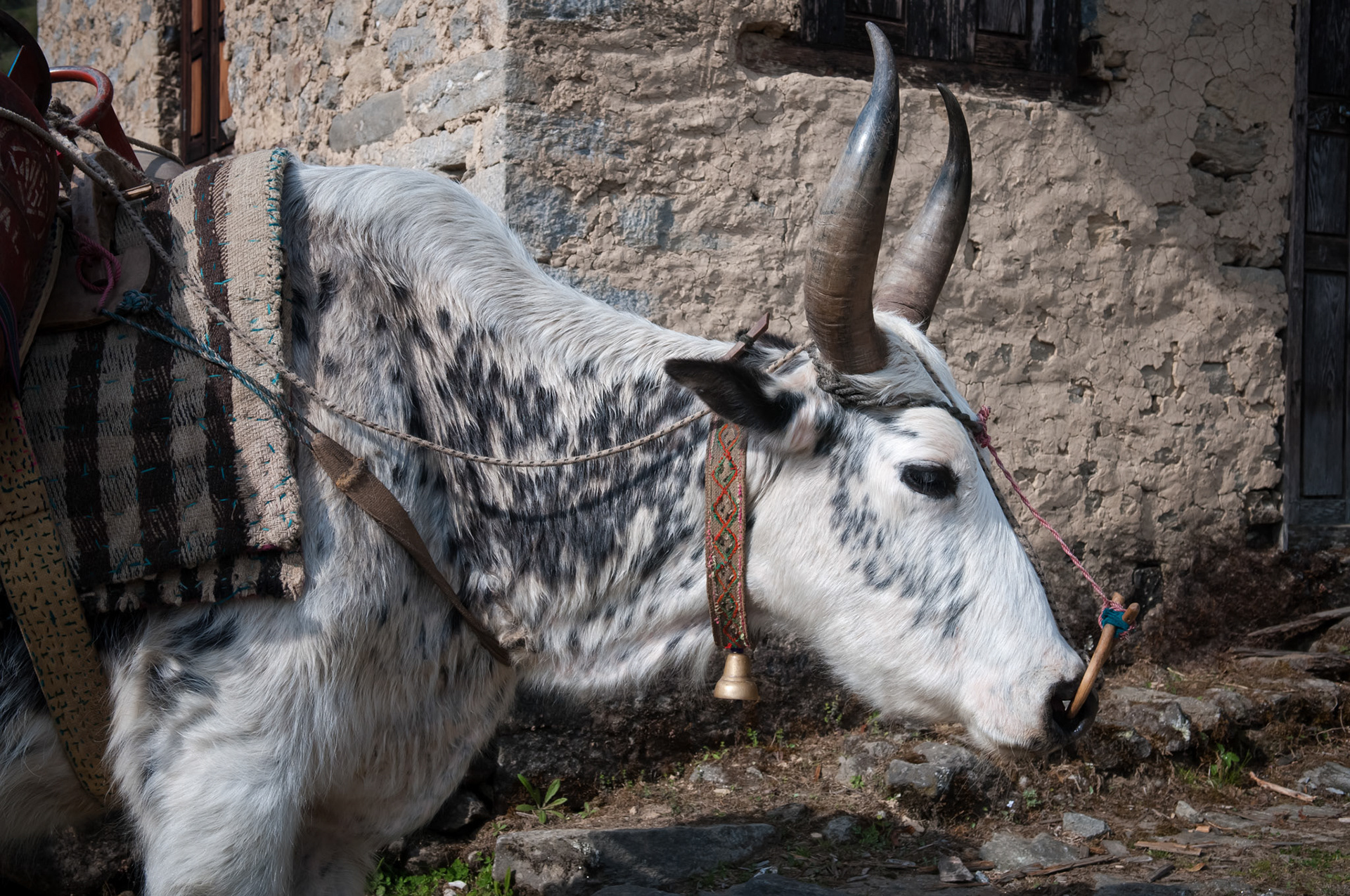 Entre Thulo Syabru (2210m) et Chandanbari (3330m)