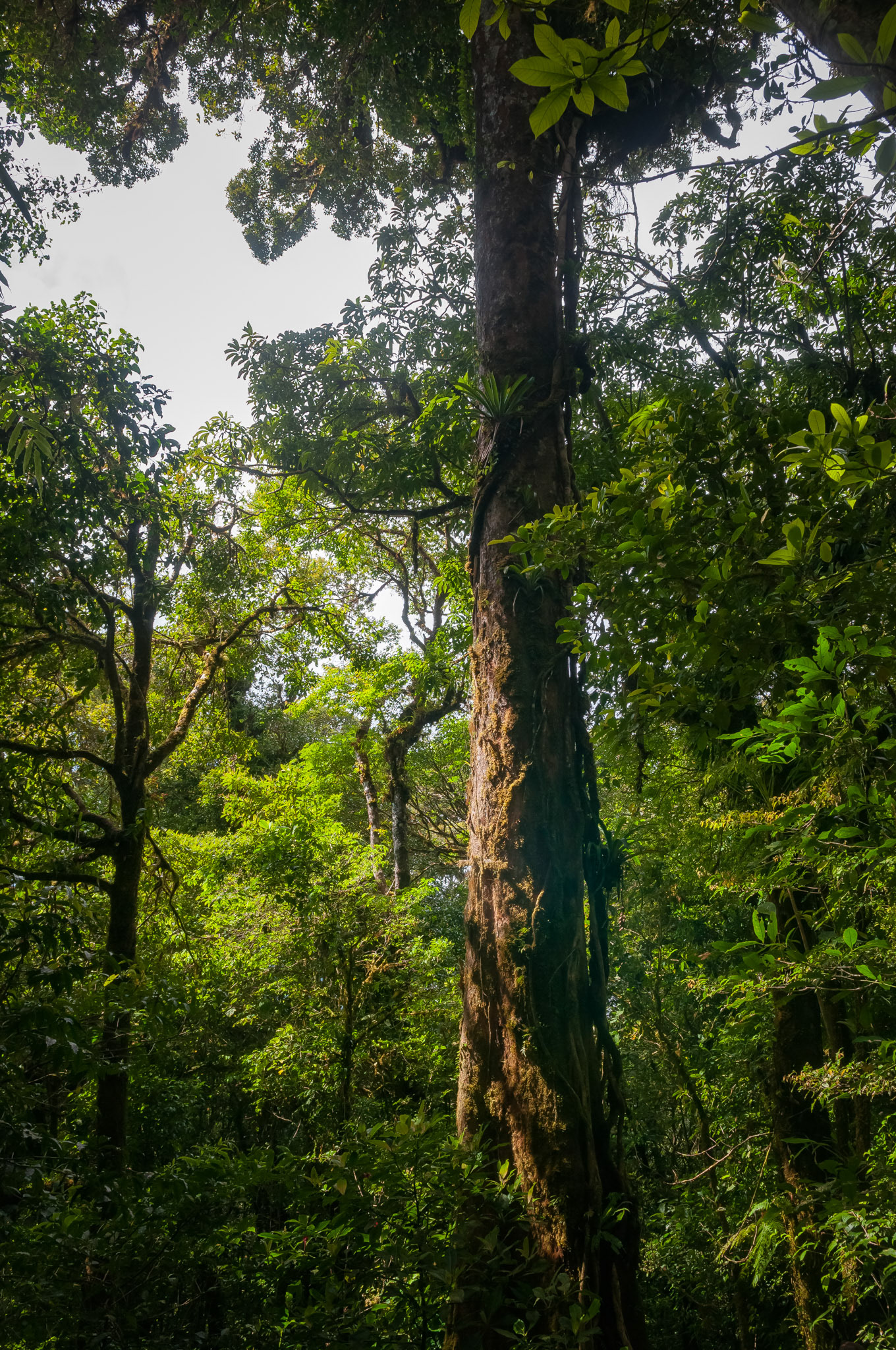 Reserva Biologica Bosque Nuboso Monteverde
