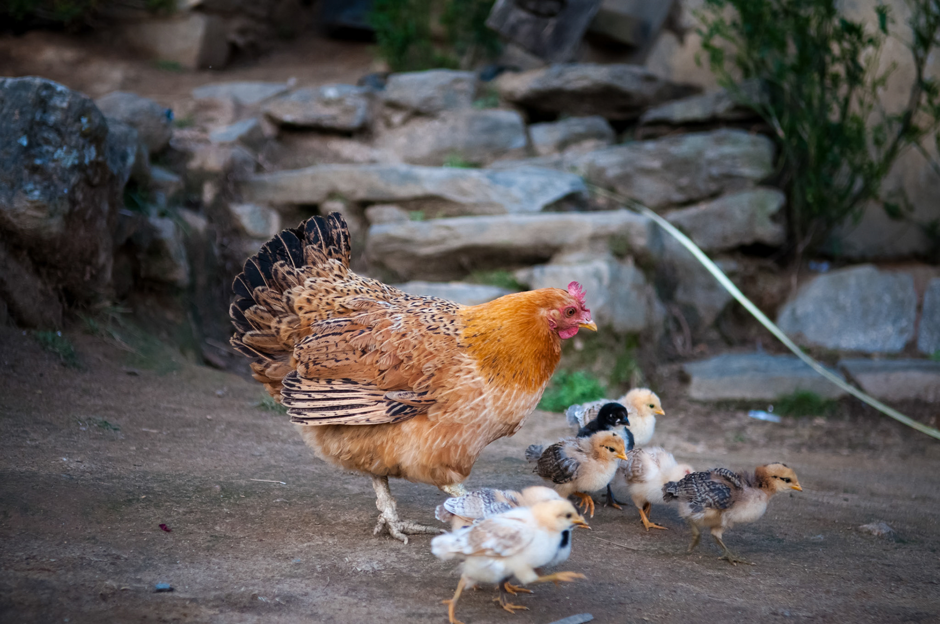 Thulo Syabru (2210m)