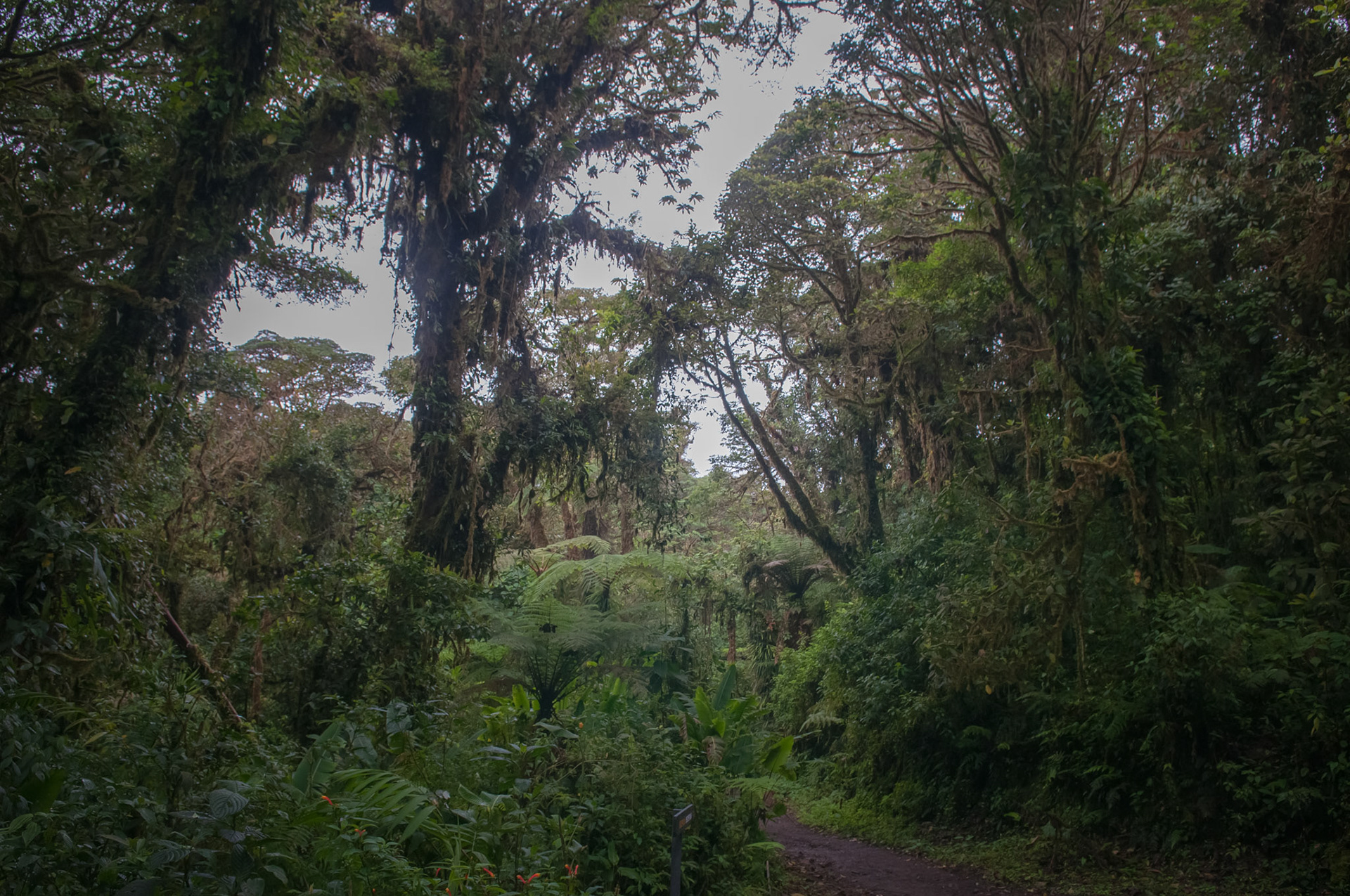 Reserva Biologica Bosque Nuboso Monteverde