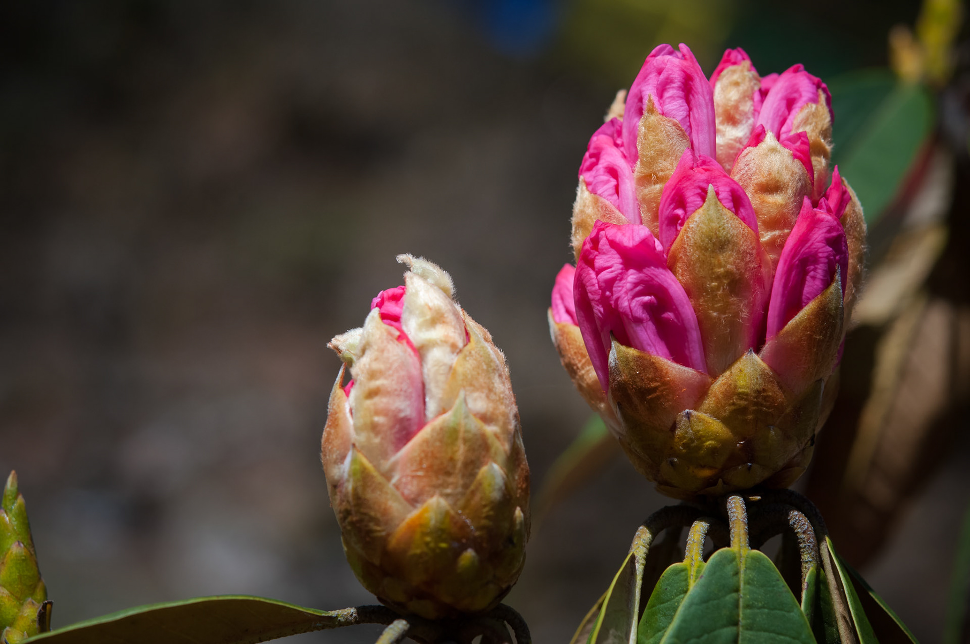 Entre Lama Hotel (2410m) et Langtang (3430m)