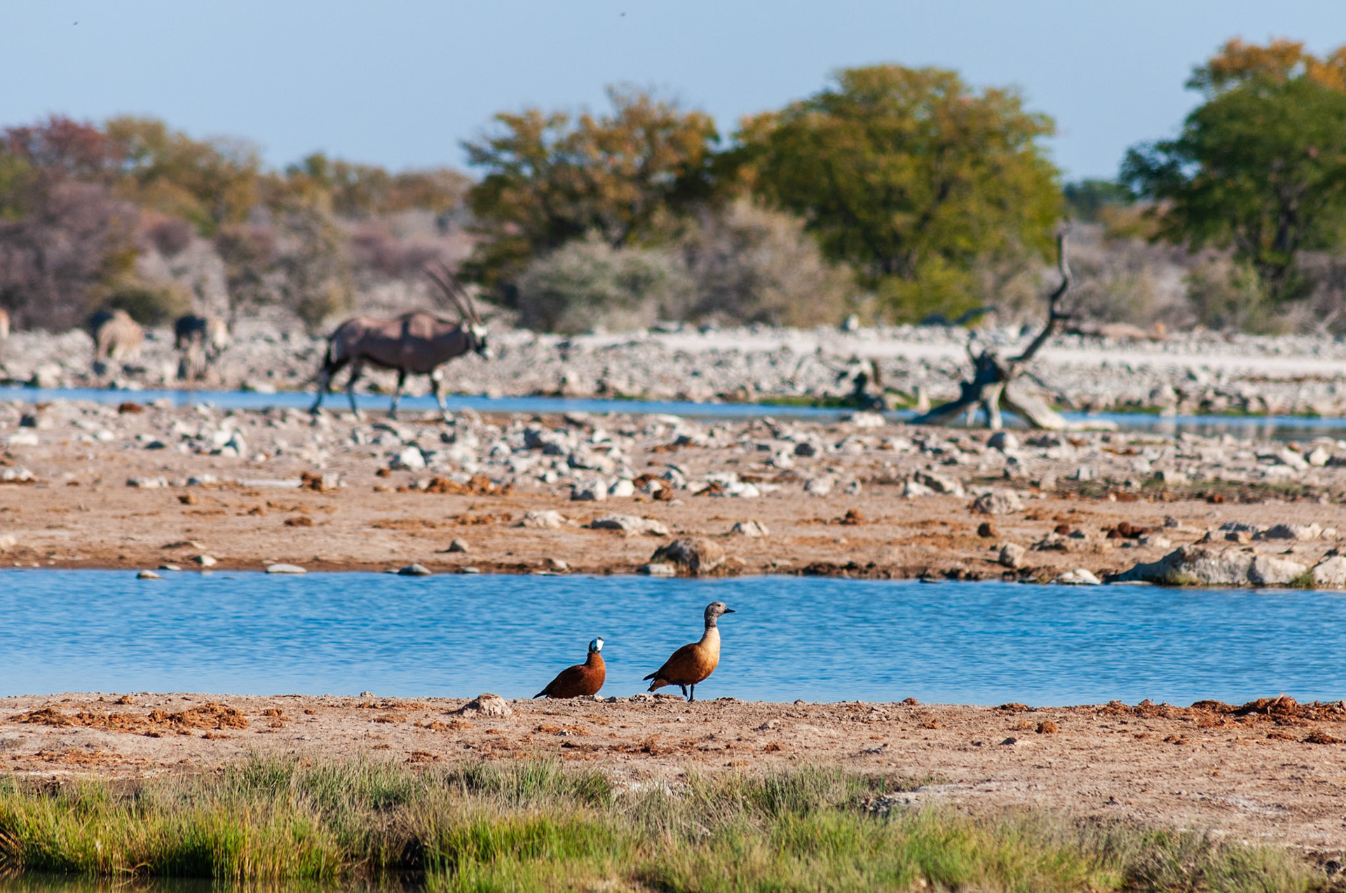 Etosha National Park