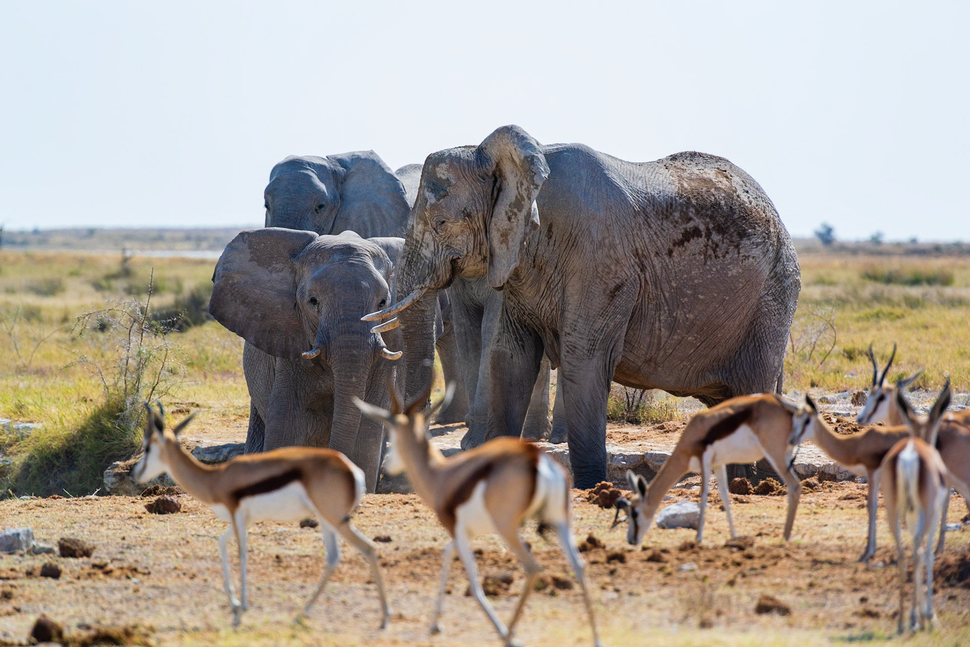 Etosha National Park