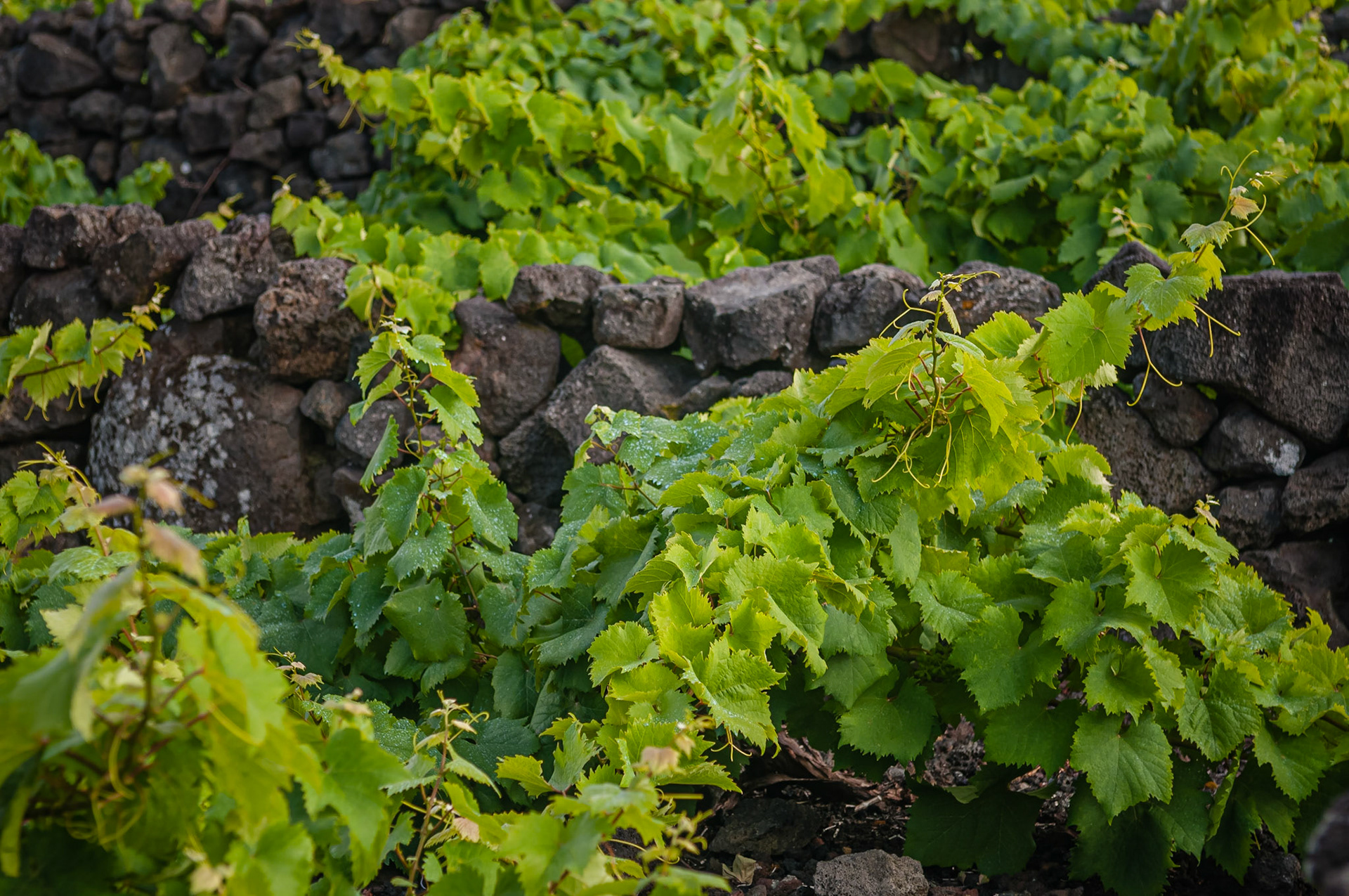 Criaçao Velha, Pico