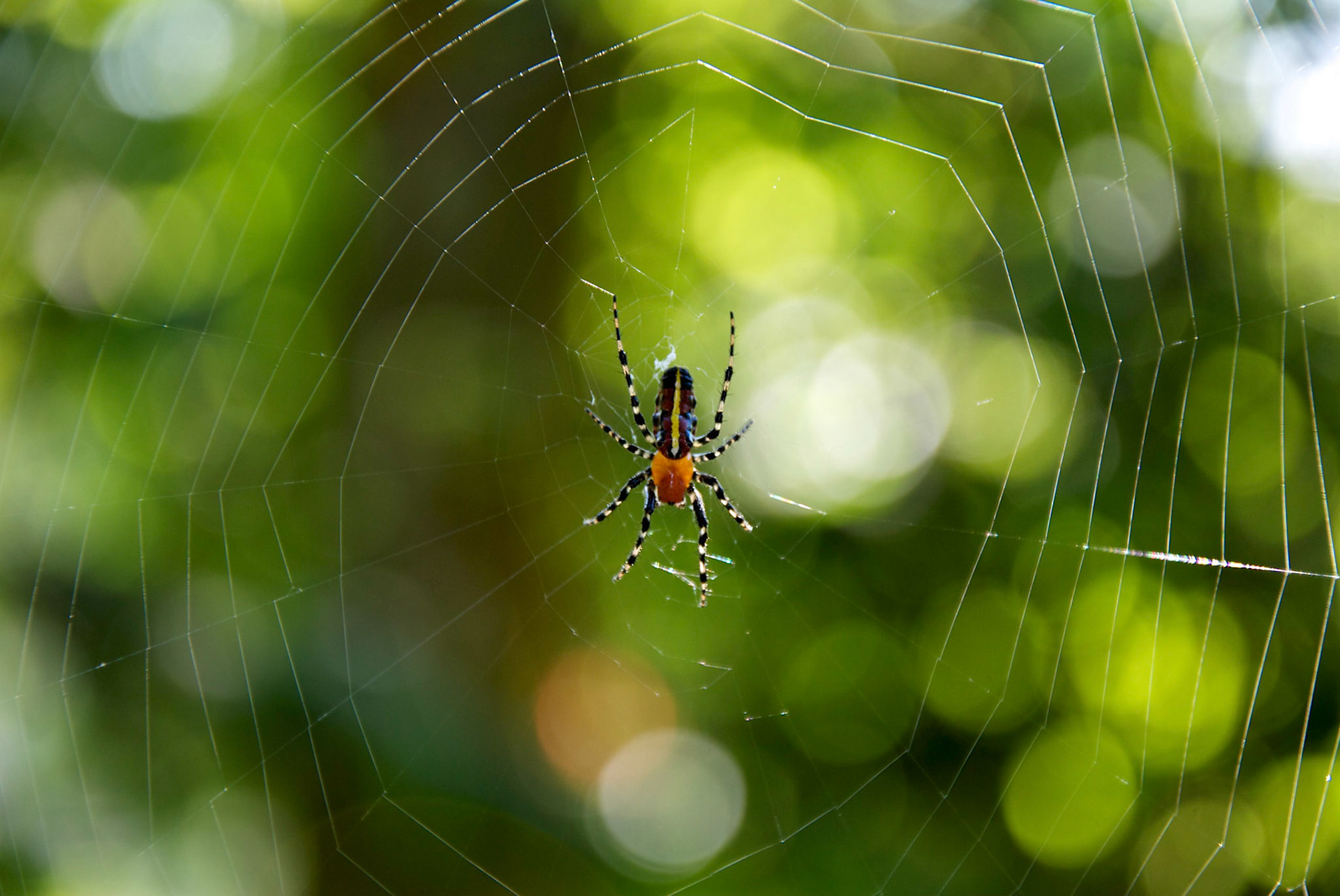 Parque Nacional do Iguaçu, Brésil
