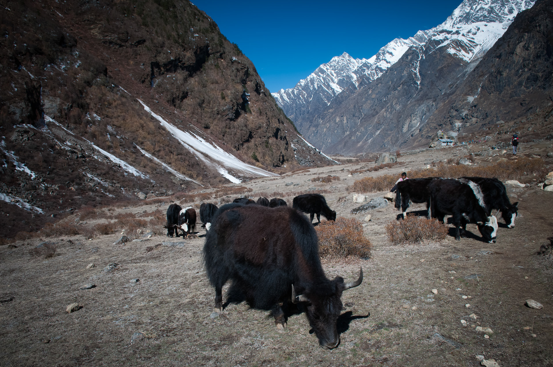 Entre Langtang (3430m) et Kyanjin Gumba (3830m)