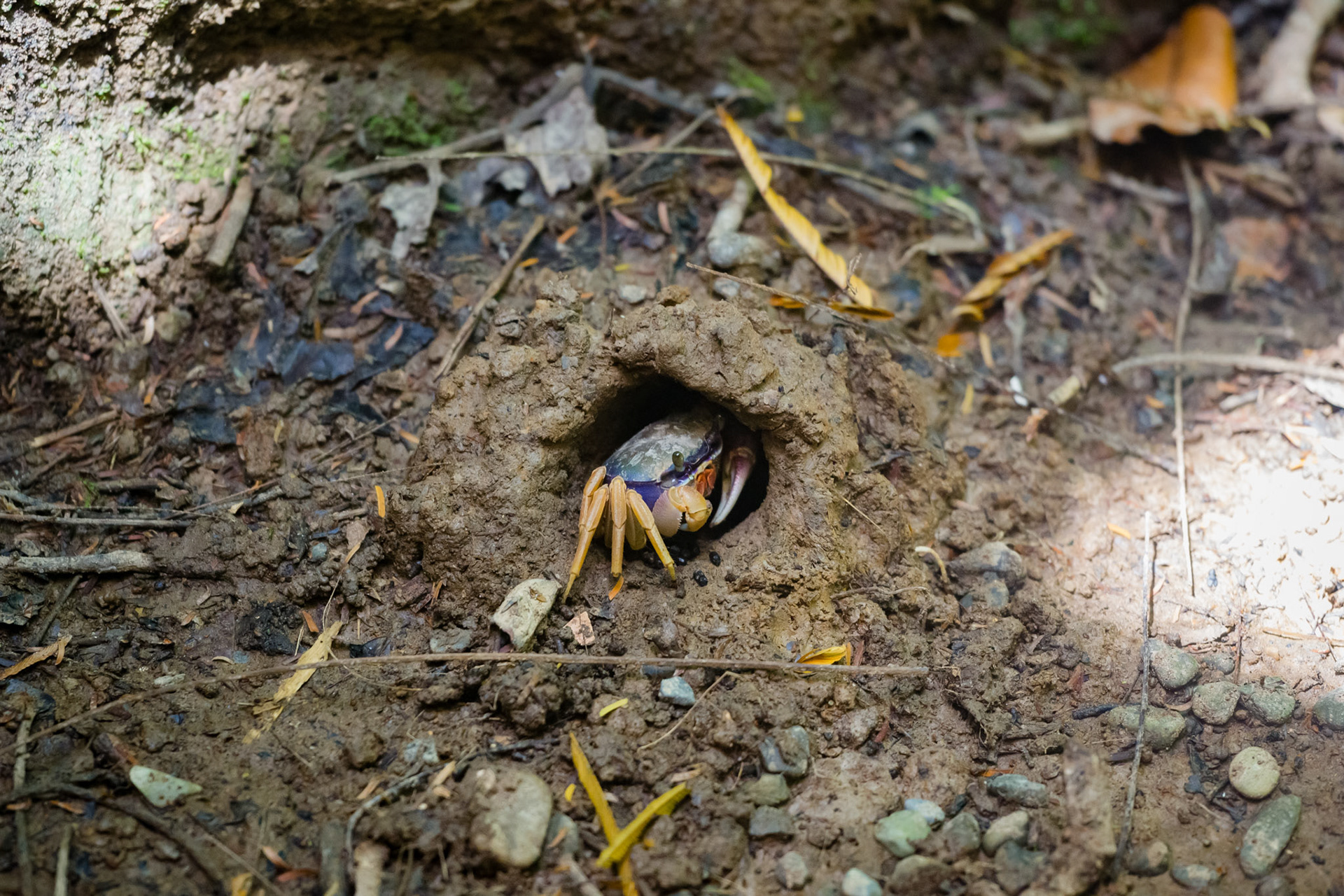 Congo Bongo Hotel, Manzanillo