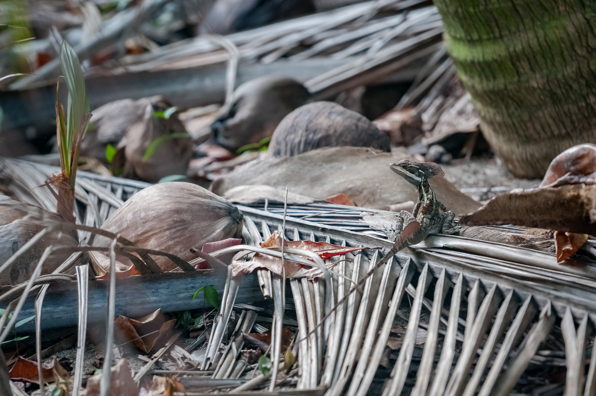 Parque Nacional Manuel Antonio