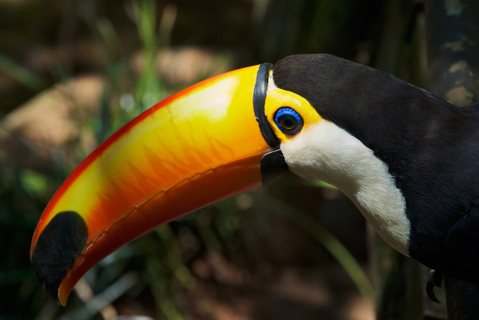 Parque das Aves, Brésil