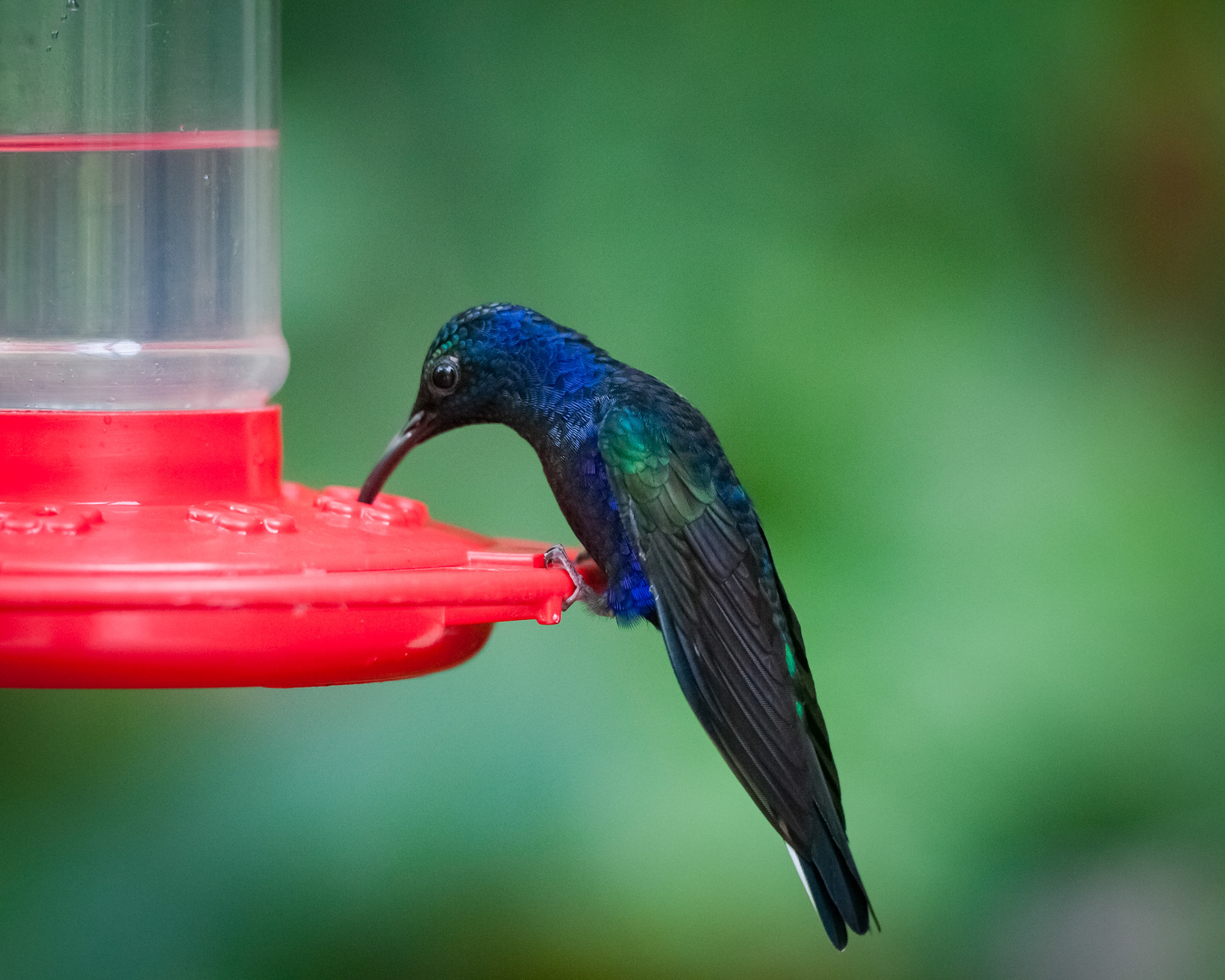 Reserva Biologica Bosque Nuboso Monteverde