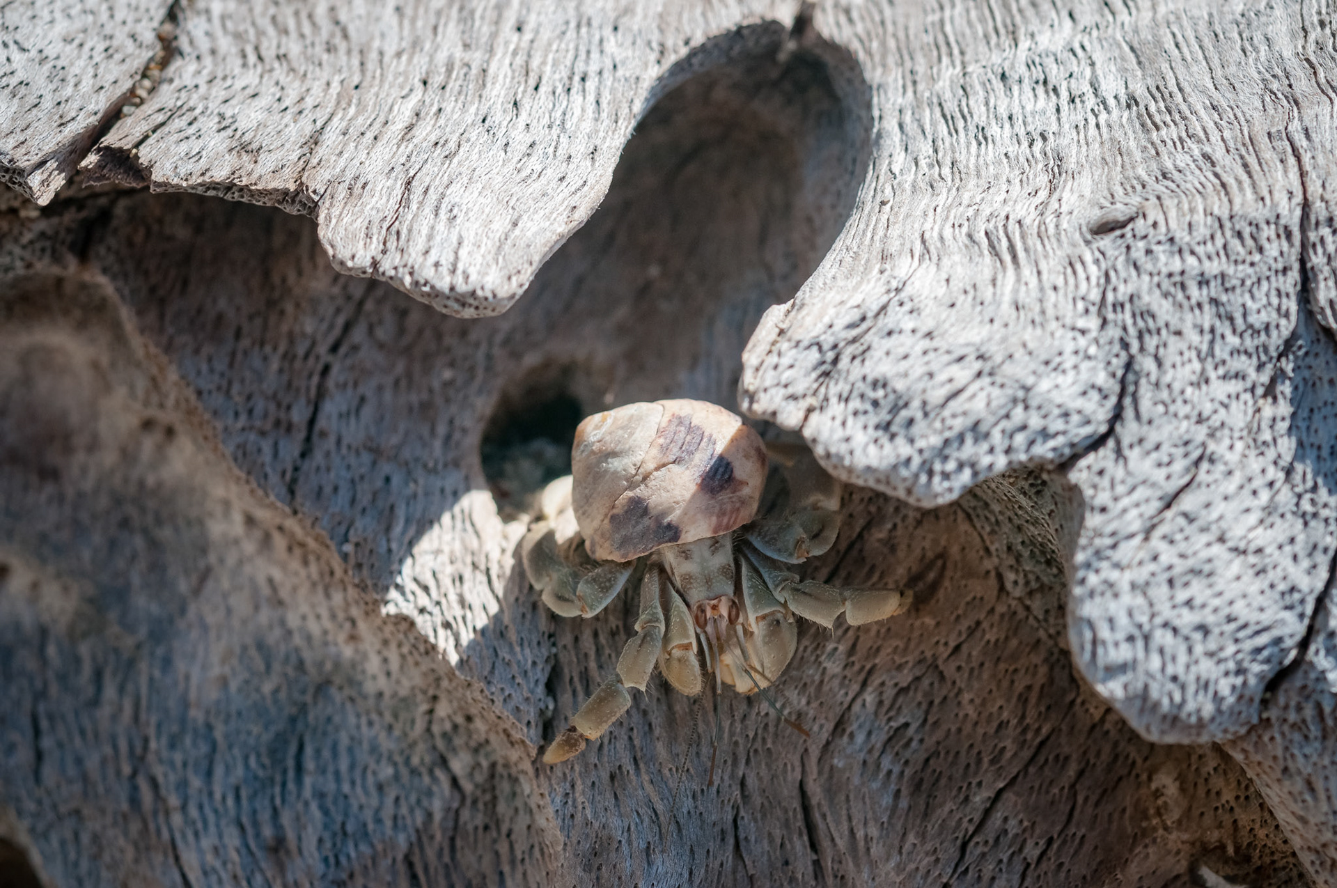 Hotel El Pequeño Gecko Verde