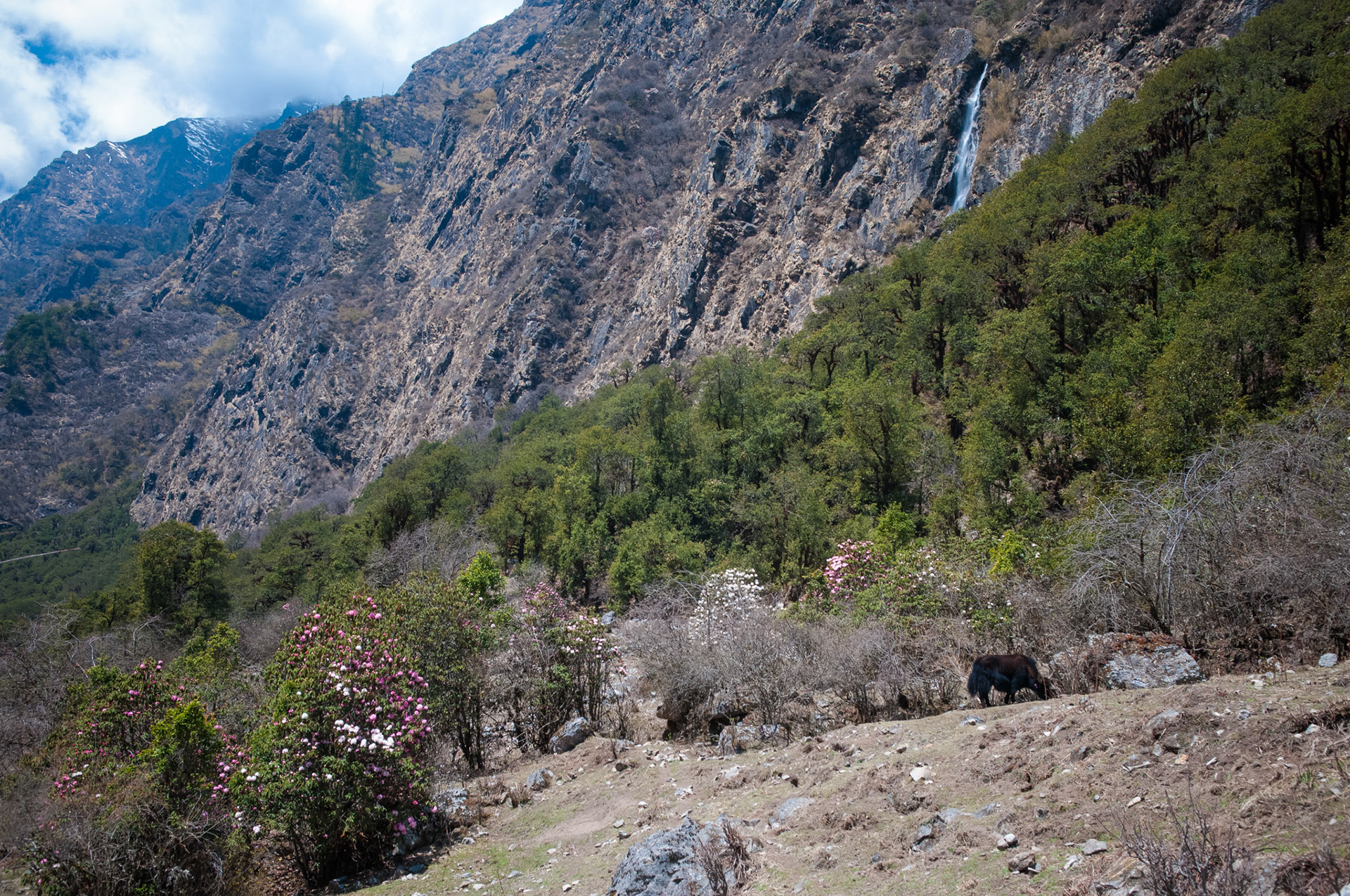 Entre Langtang (3430m) et Lama Hotel (2410m)