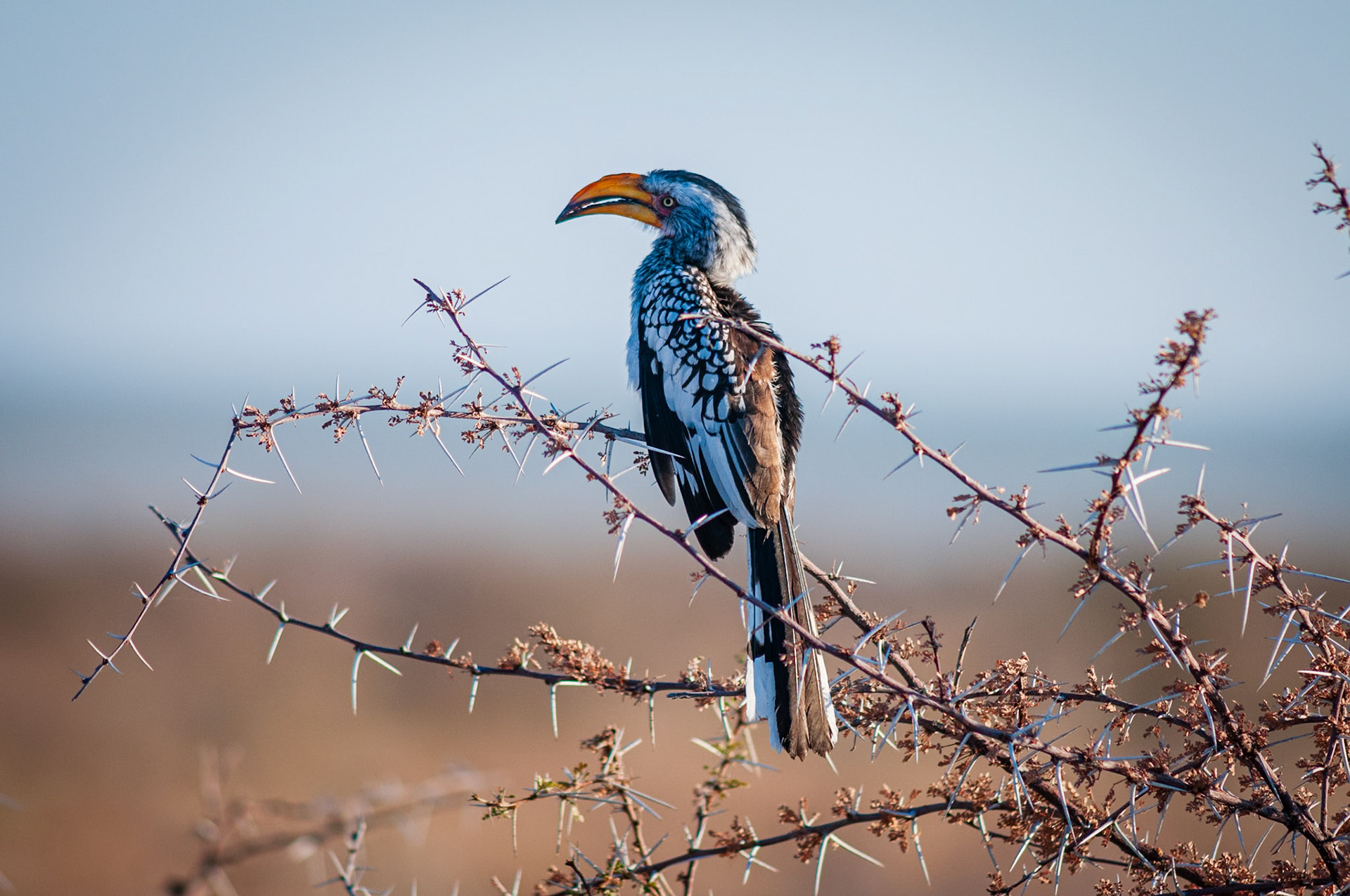 Etosha National Park