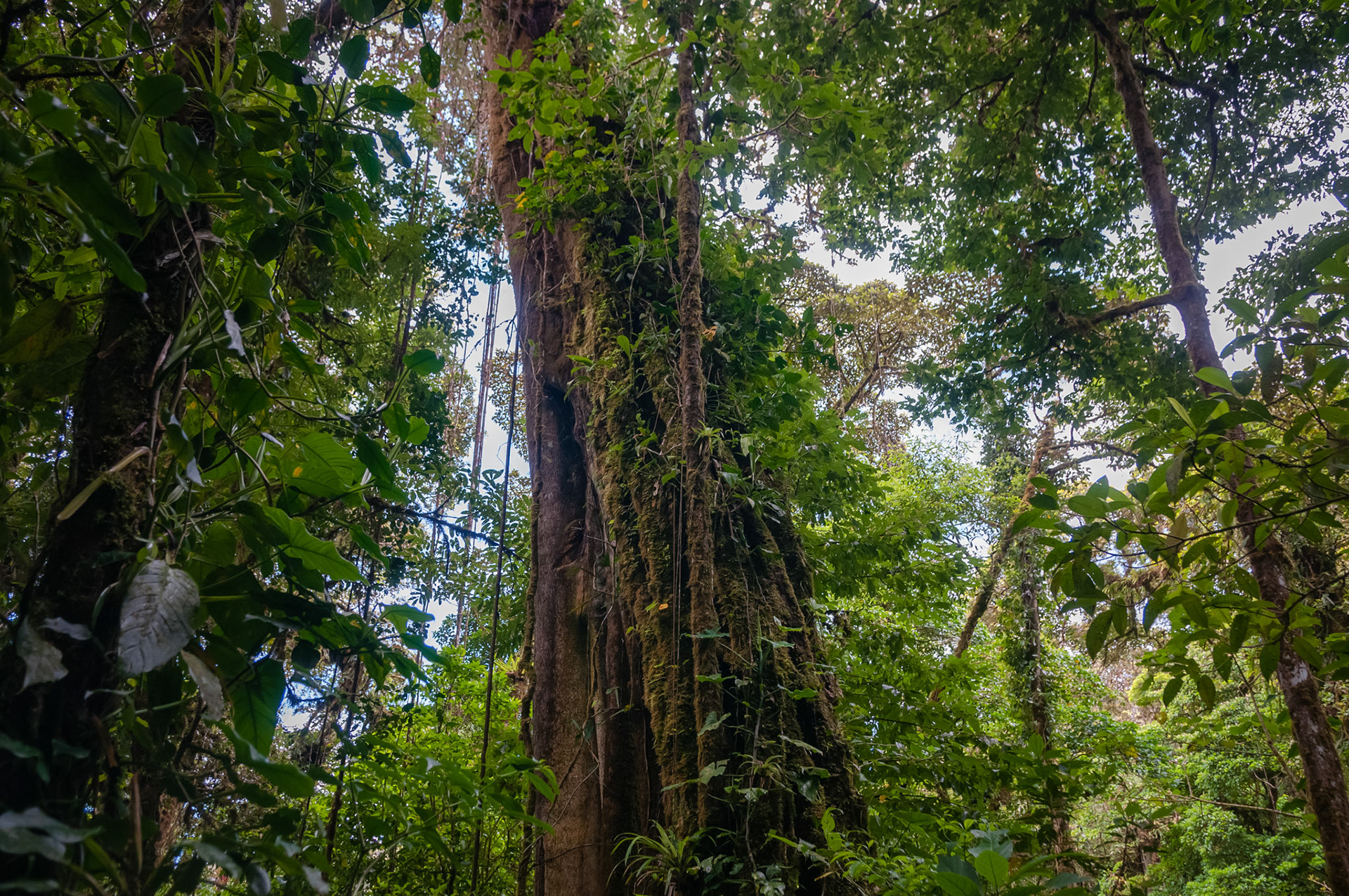 Reserva Biologica Bosque Nuboso Monteverde