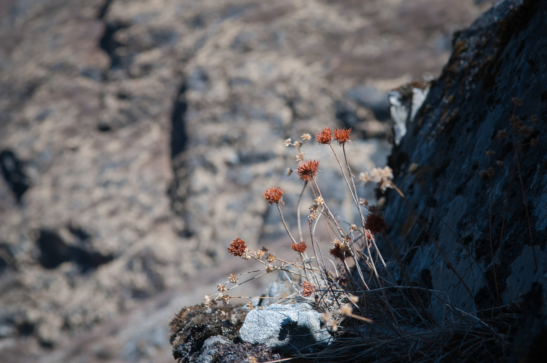 Entre Kyanjin Gumba (3830m) et Langtang (3430m)