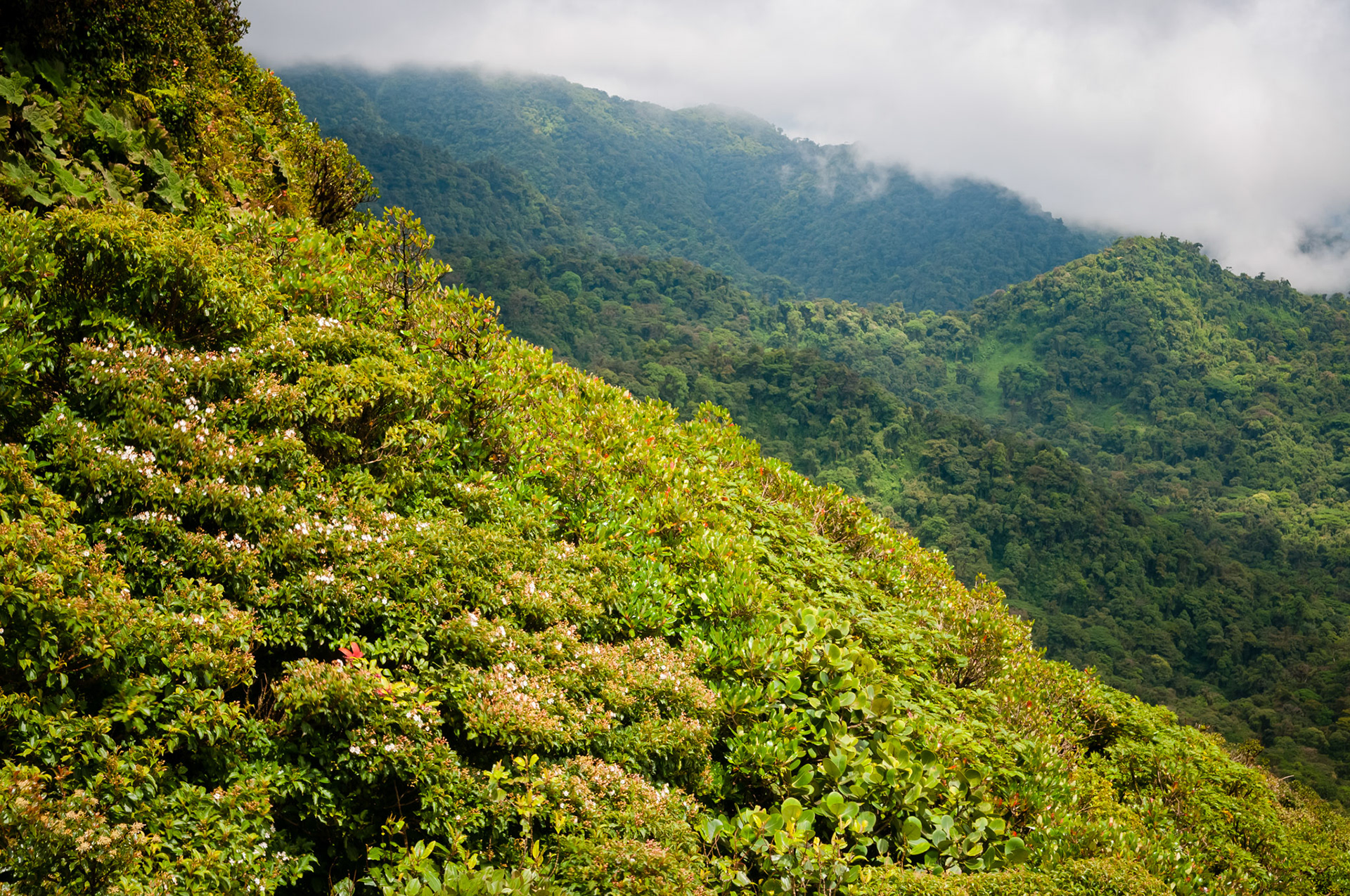 Reserva Biologica Bosque Nuboso Monteverde