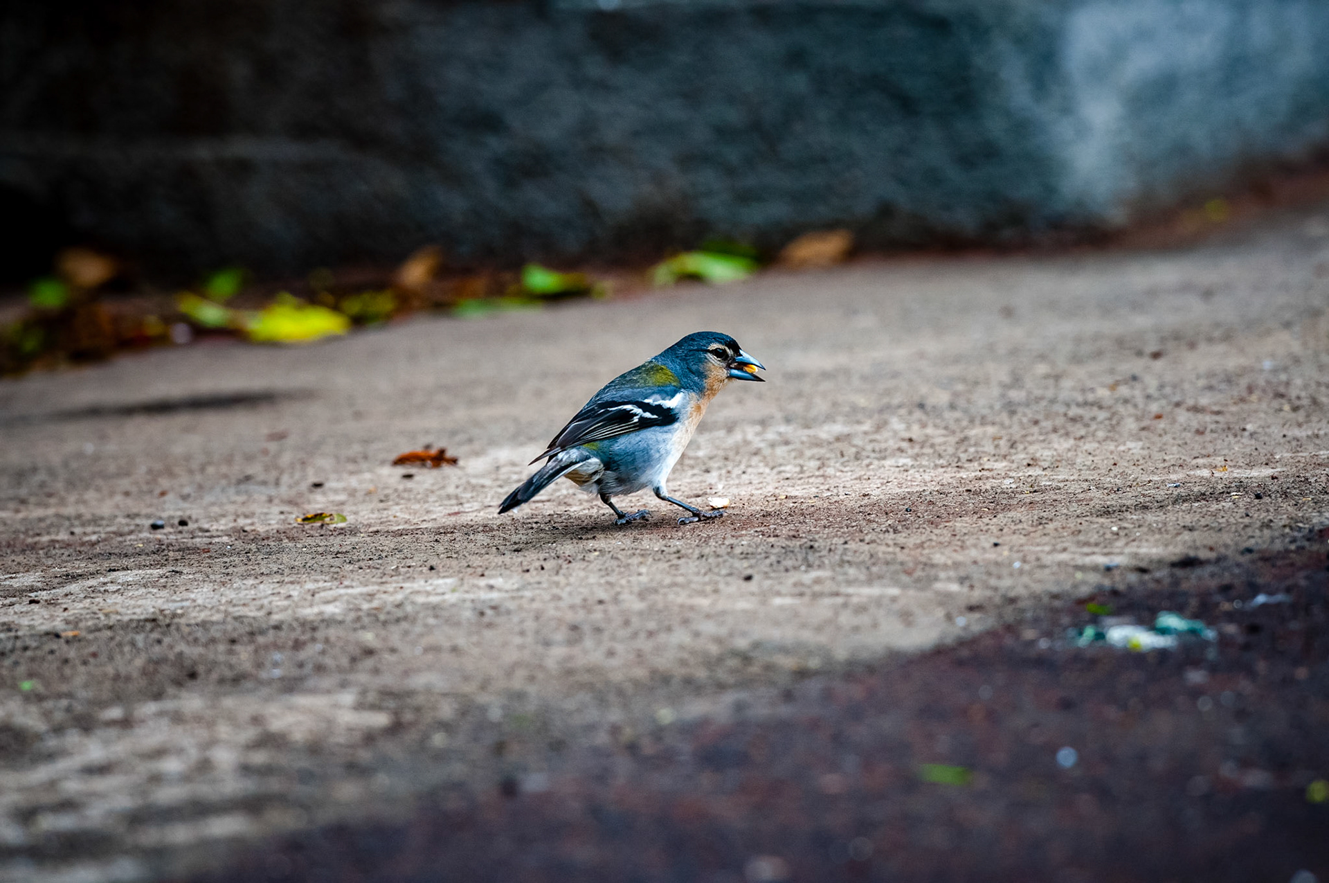 Parque Florestal das Sete Fonte, São Jorge