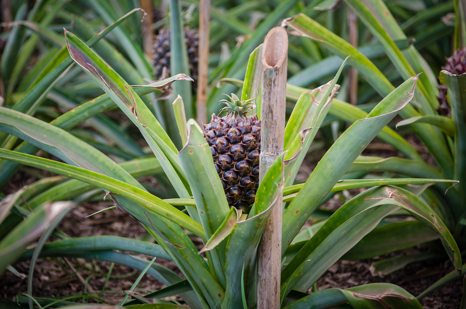 Plantation Ananas Augusto Arruda, Fajã do Baixo, São Miguel