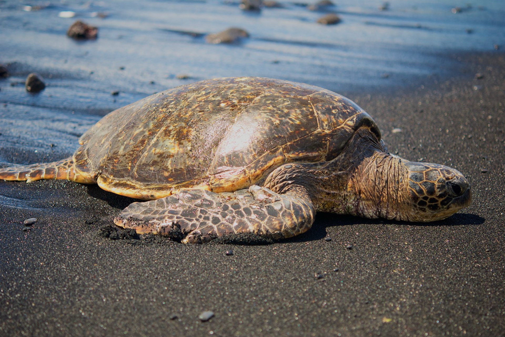 Punaluu Black Sand Beach, Big Island