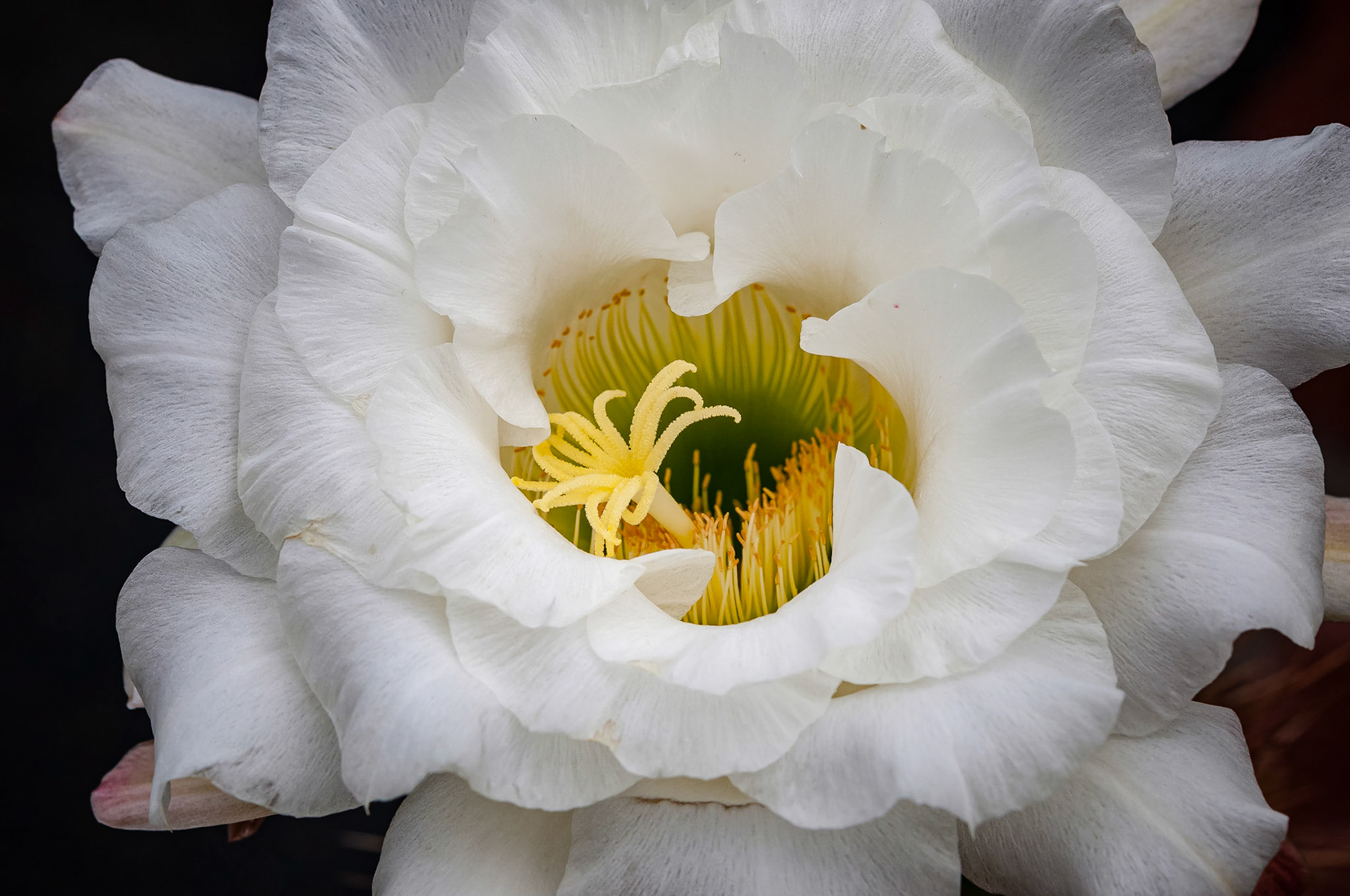 Jardin de Cactus, Lanzarote