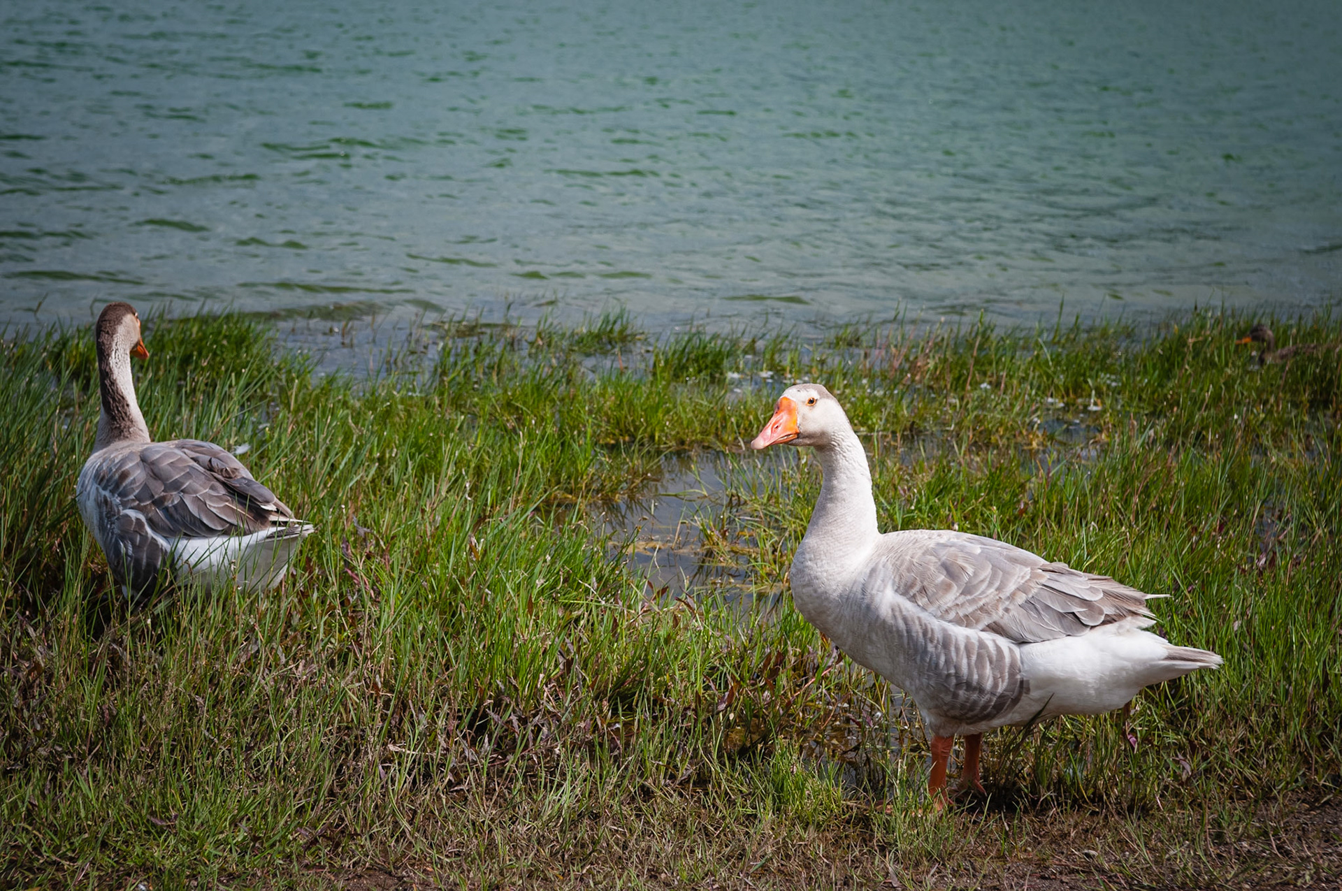 Lagoa das Furnas, São Miguel