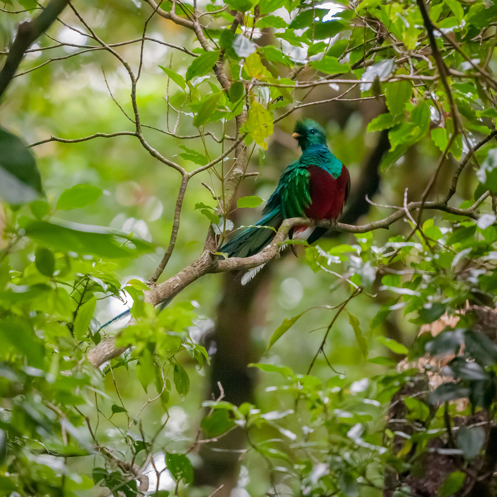 Reserva Biologica Bosque Nuboso Monteverde