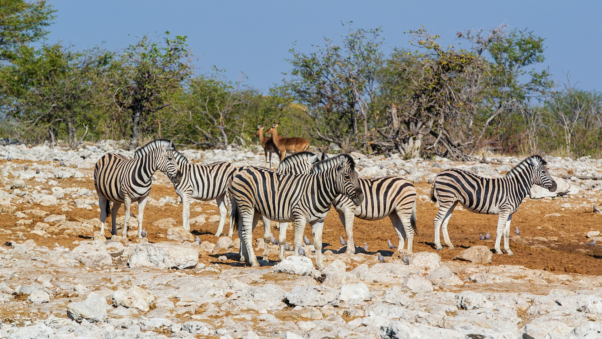 Etosha National Park