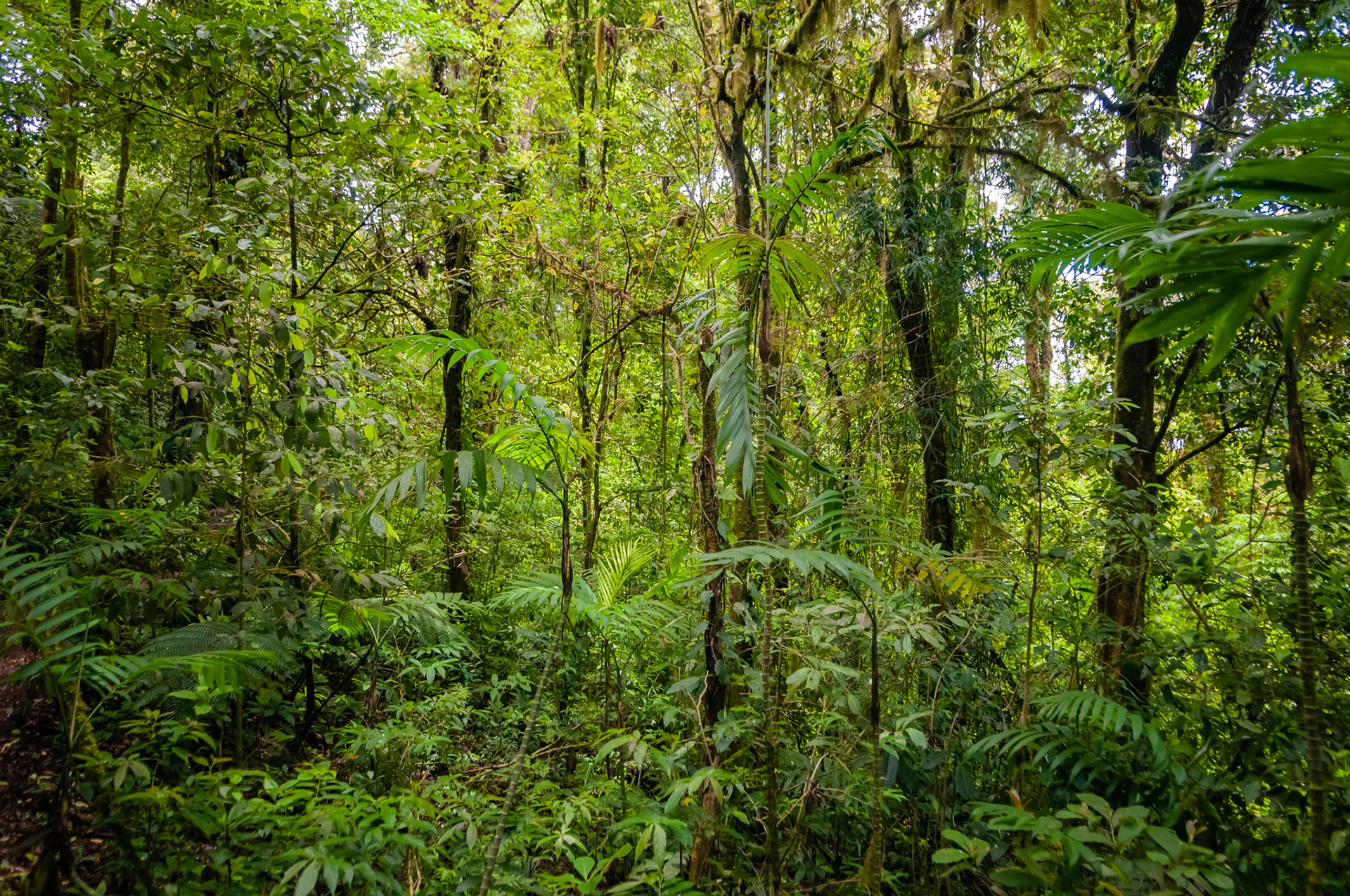 Reserva Biologica Bosque Nuboso Monteverde