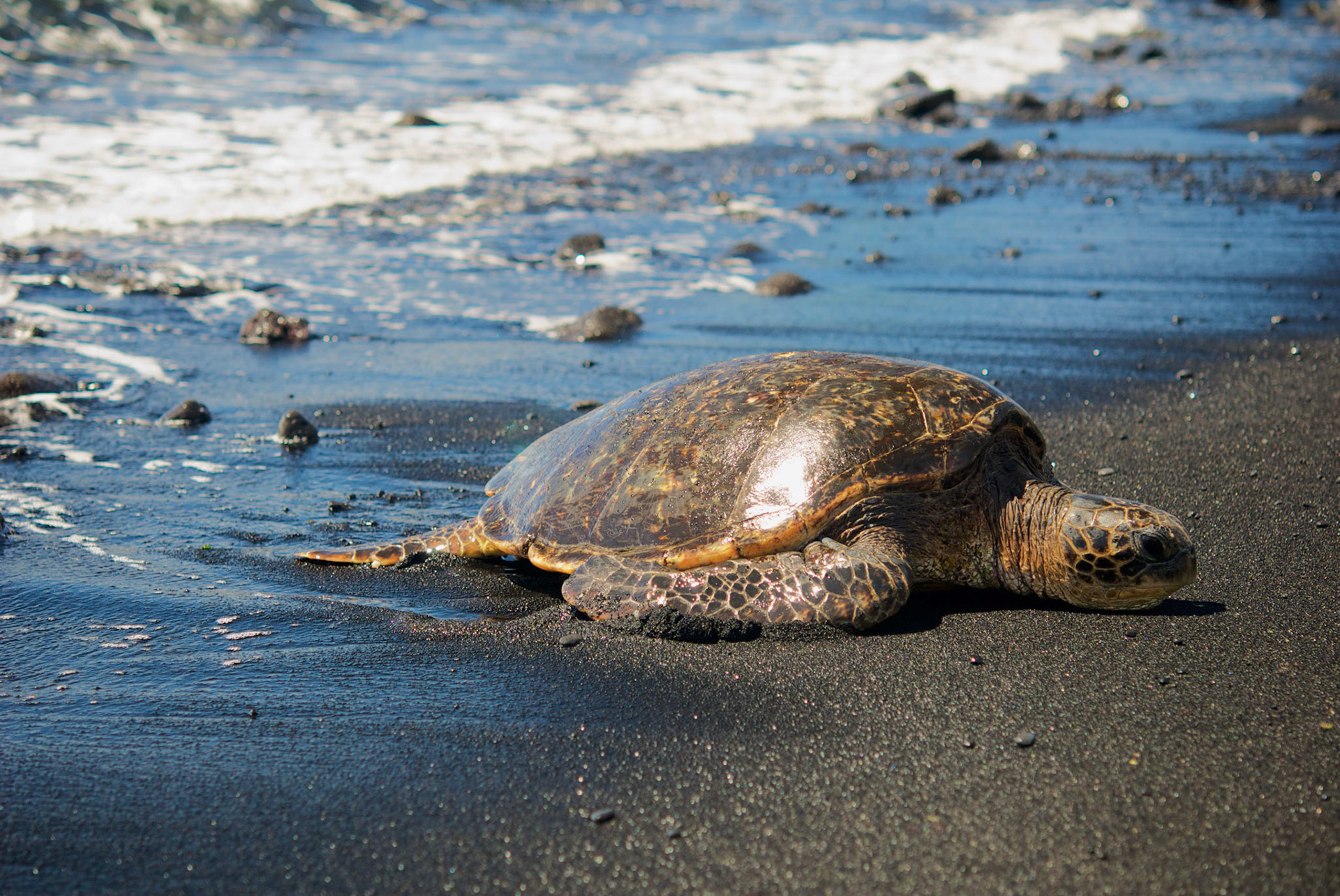 Punaluu Black Sand Beach, Big Island