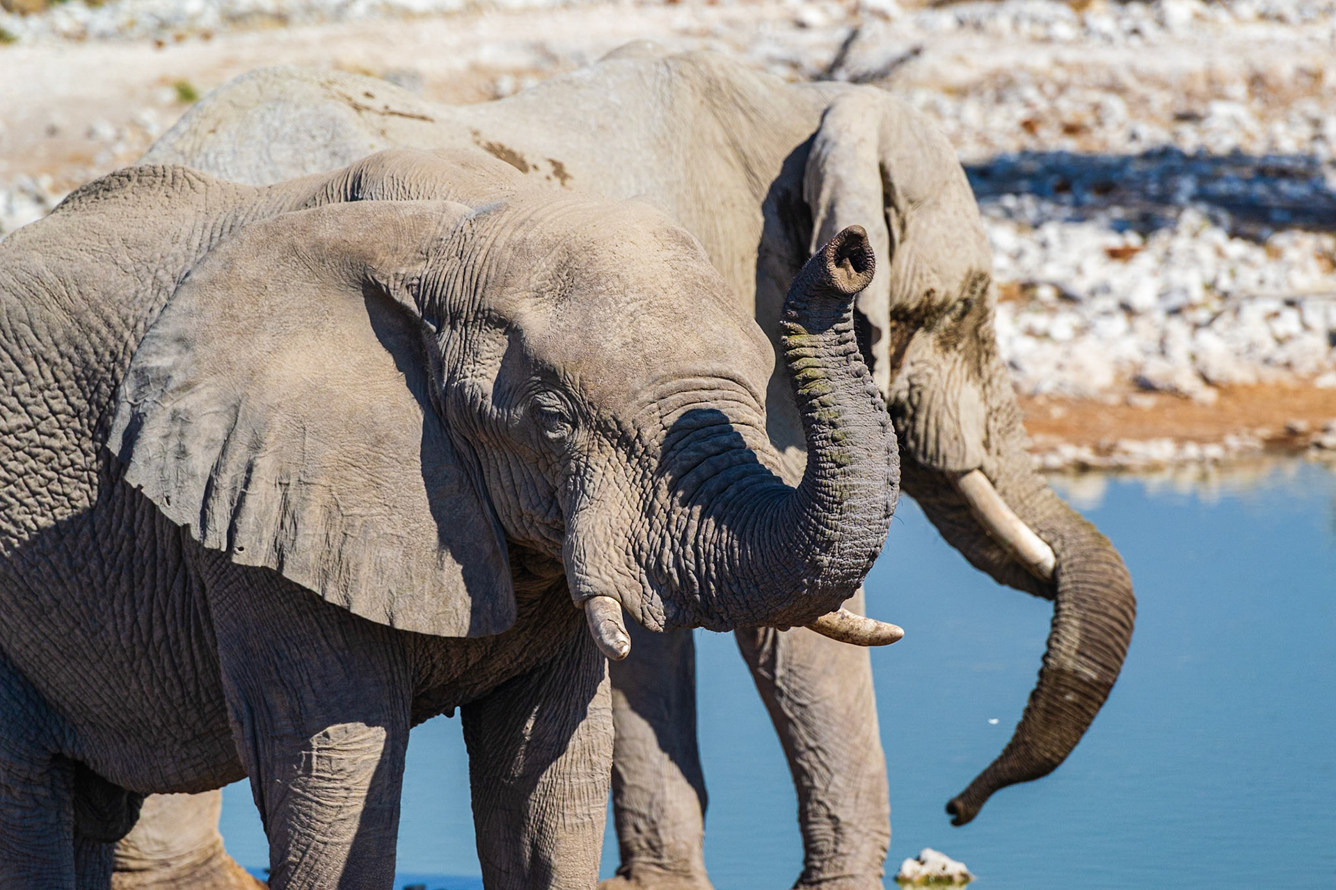 Okaukuejo, Etosha National Park